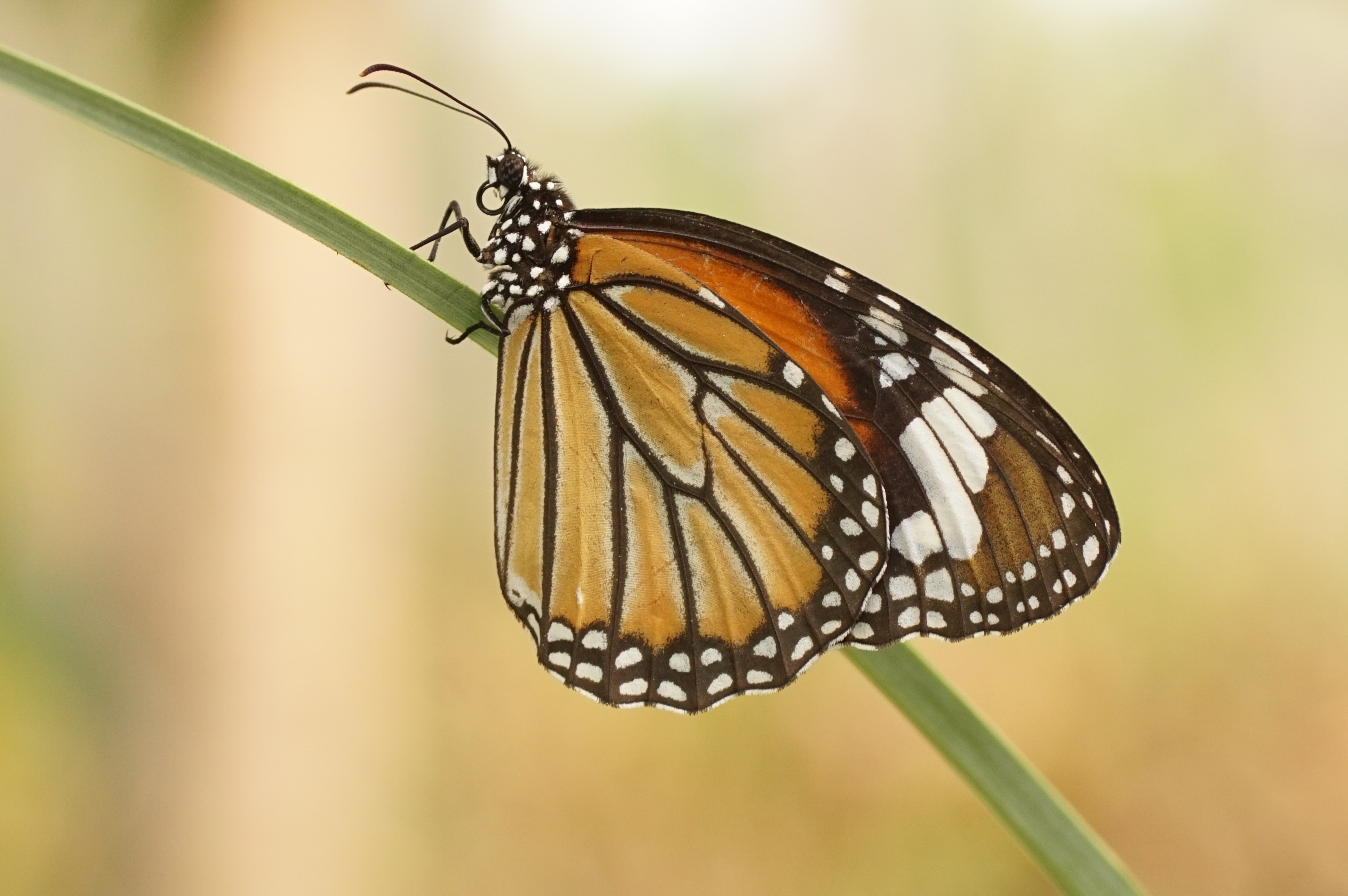 Danaus genutia 06847