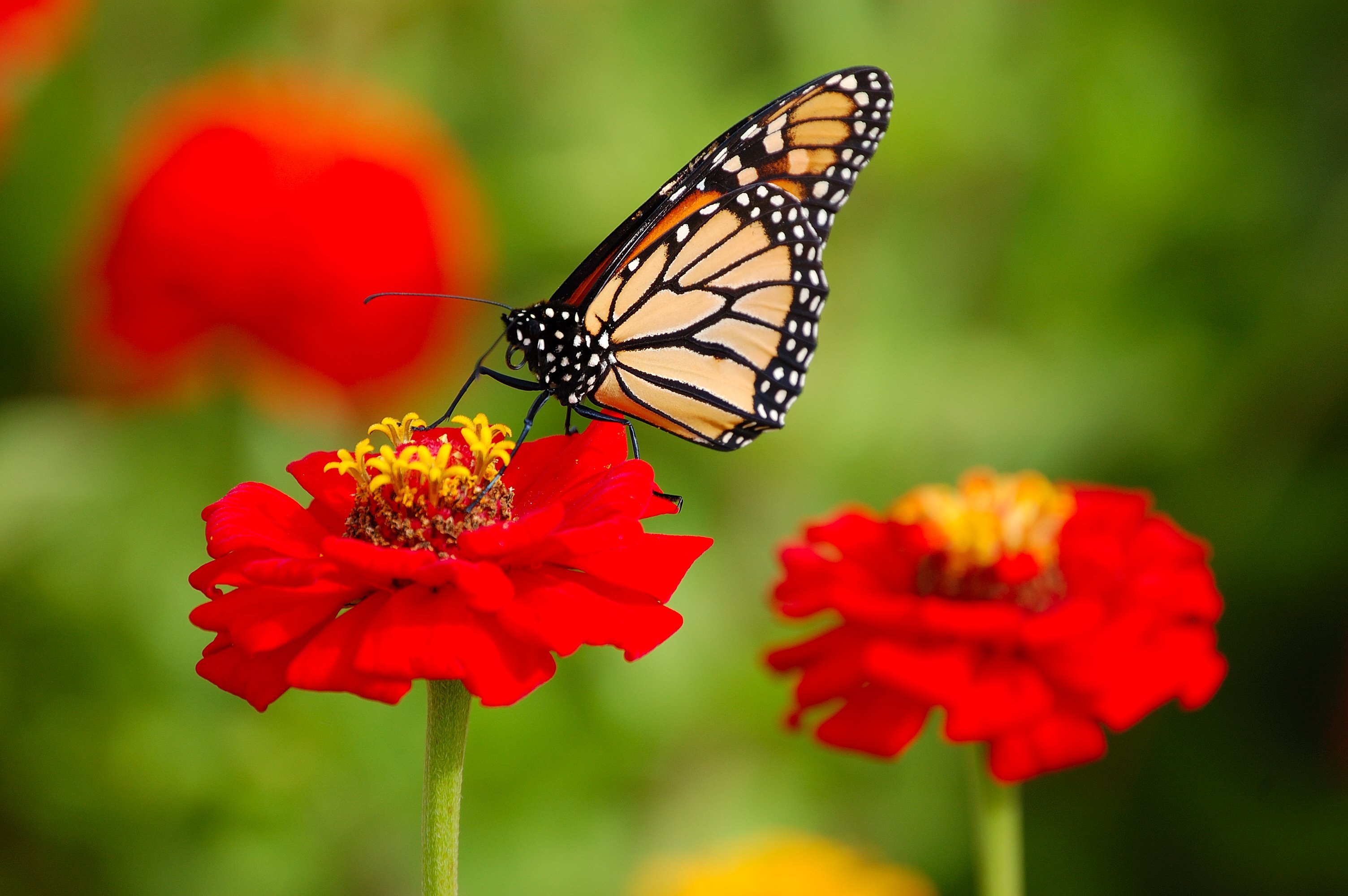Danaus plexippus