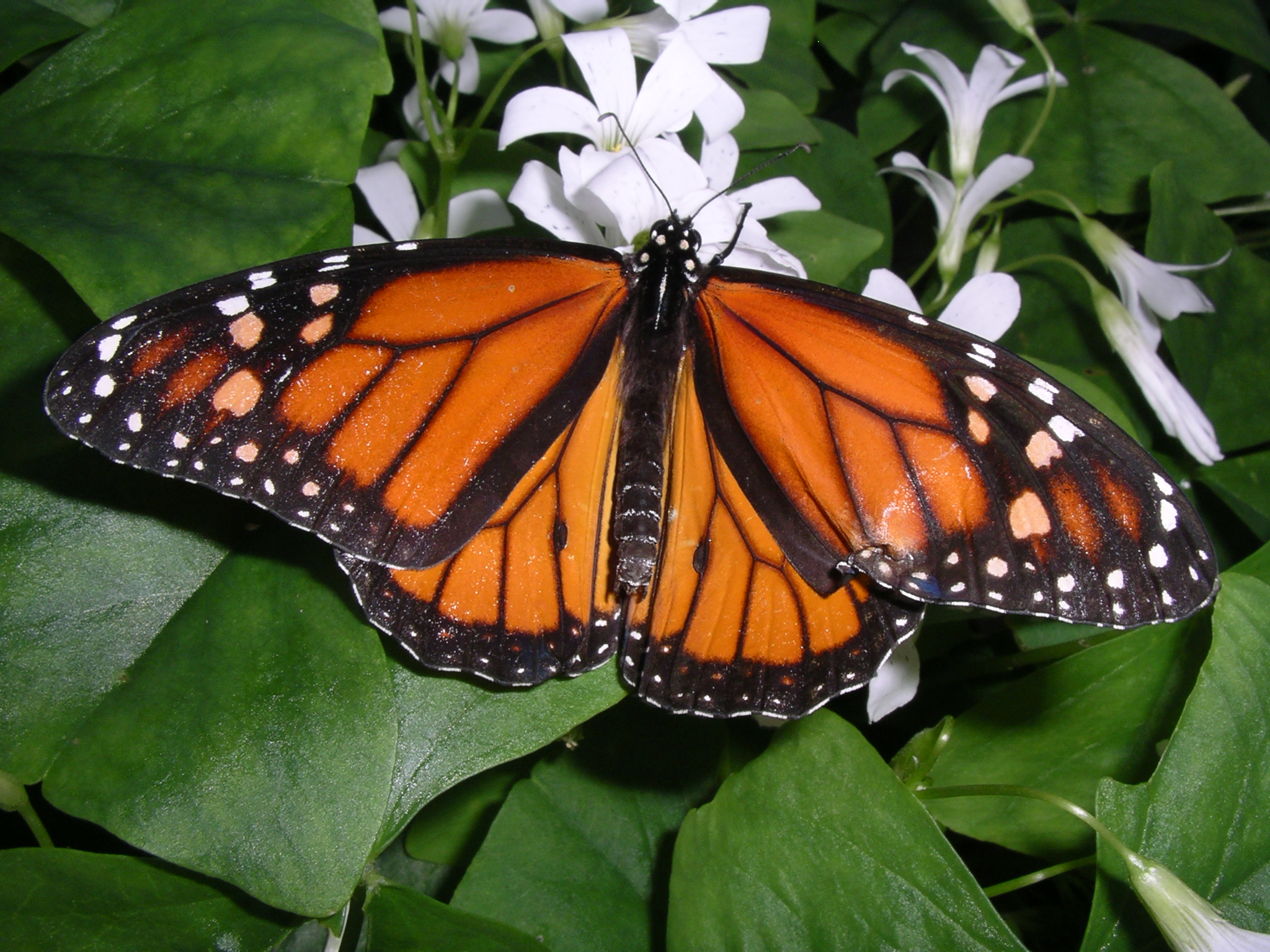 Danaus plexippus 001