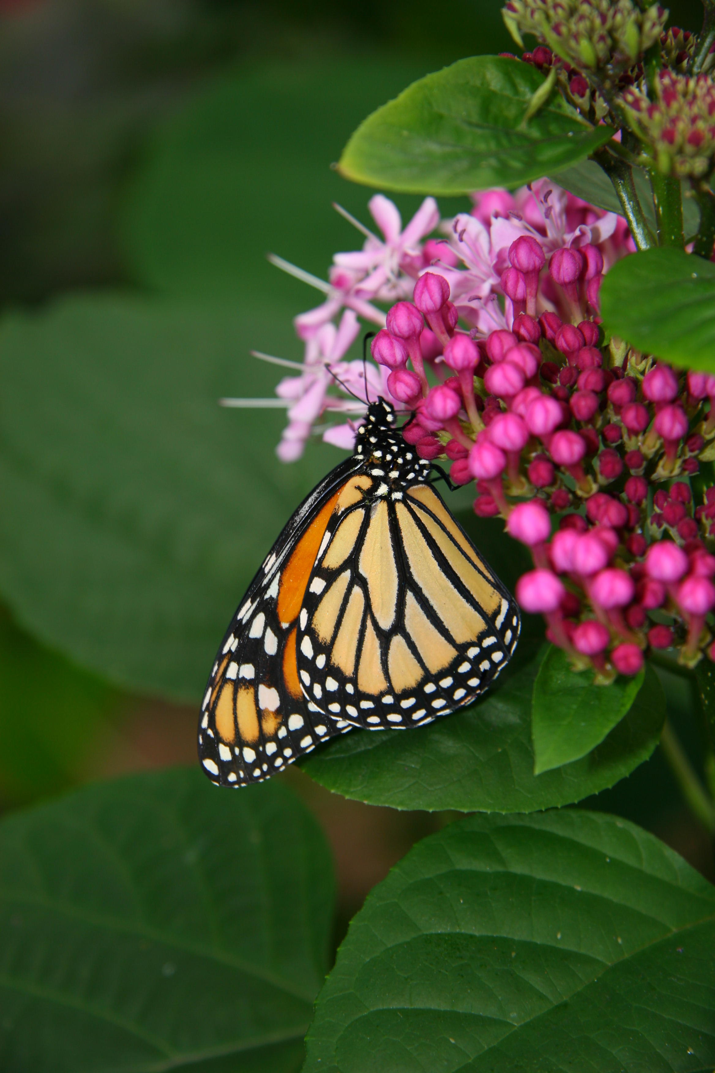 Danaus plexippus 2011-06-19 3
