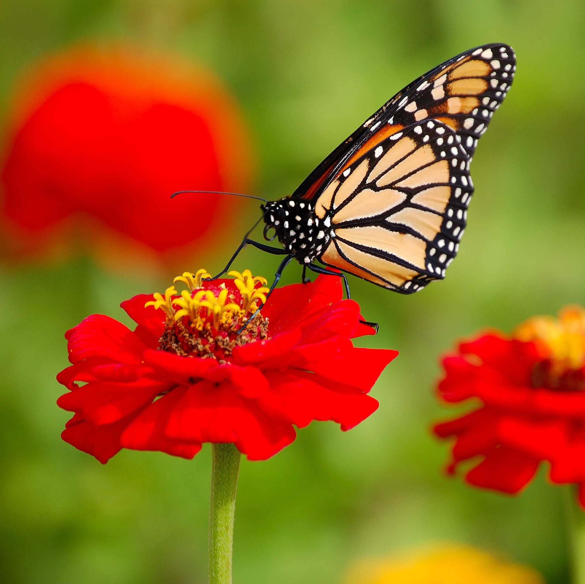 Danaus plexippus croped