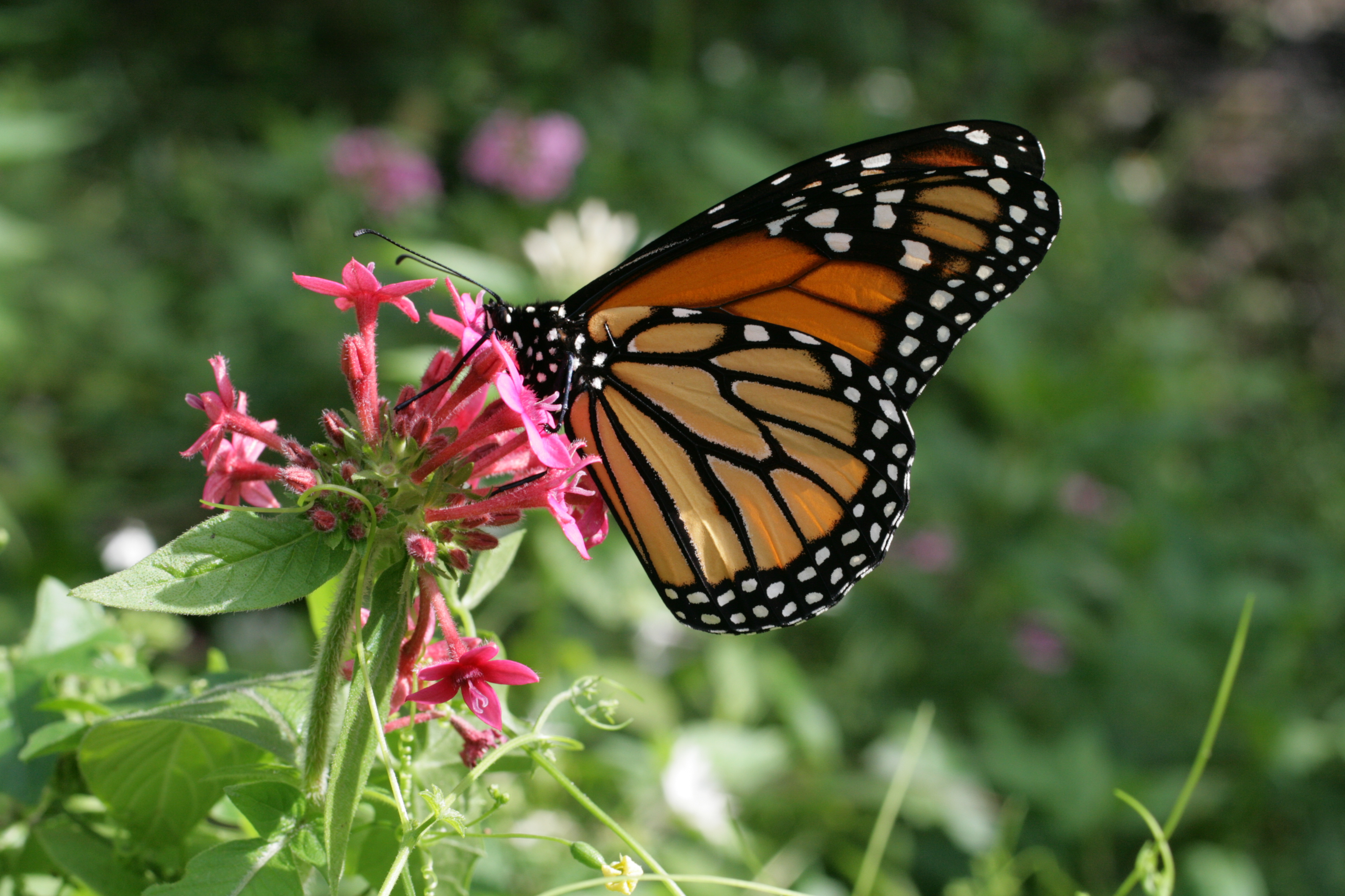 Danaus plexippus in Secret Woods