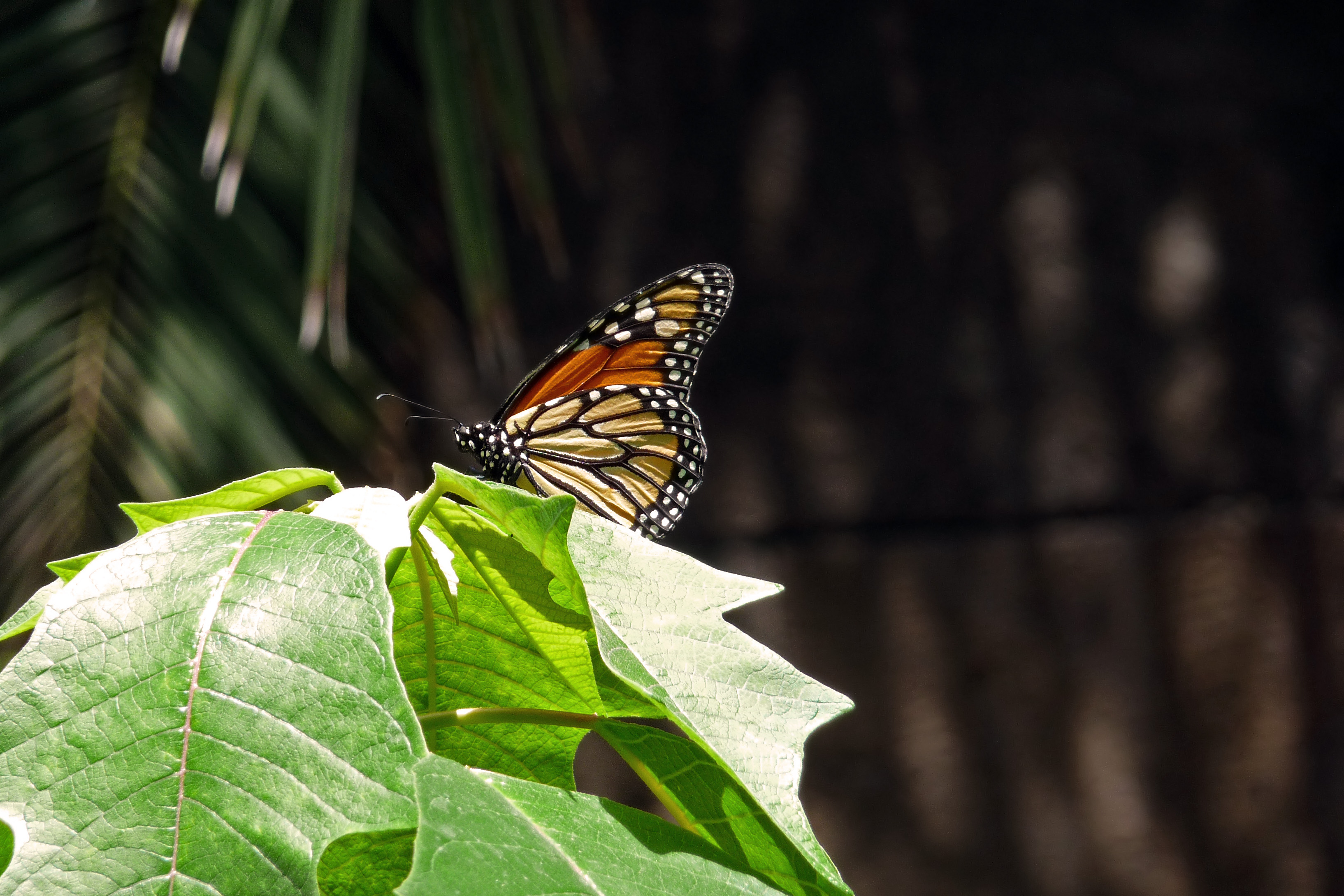 Danaus plexippus teneriffa crop