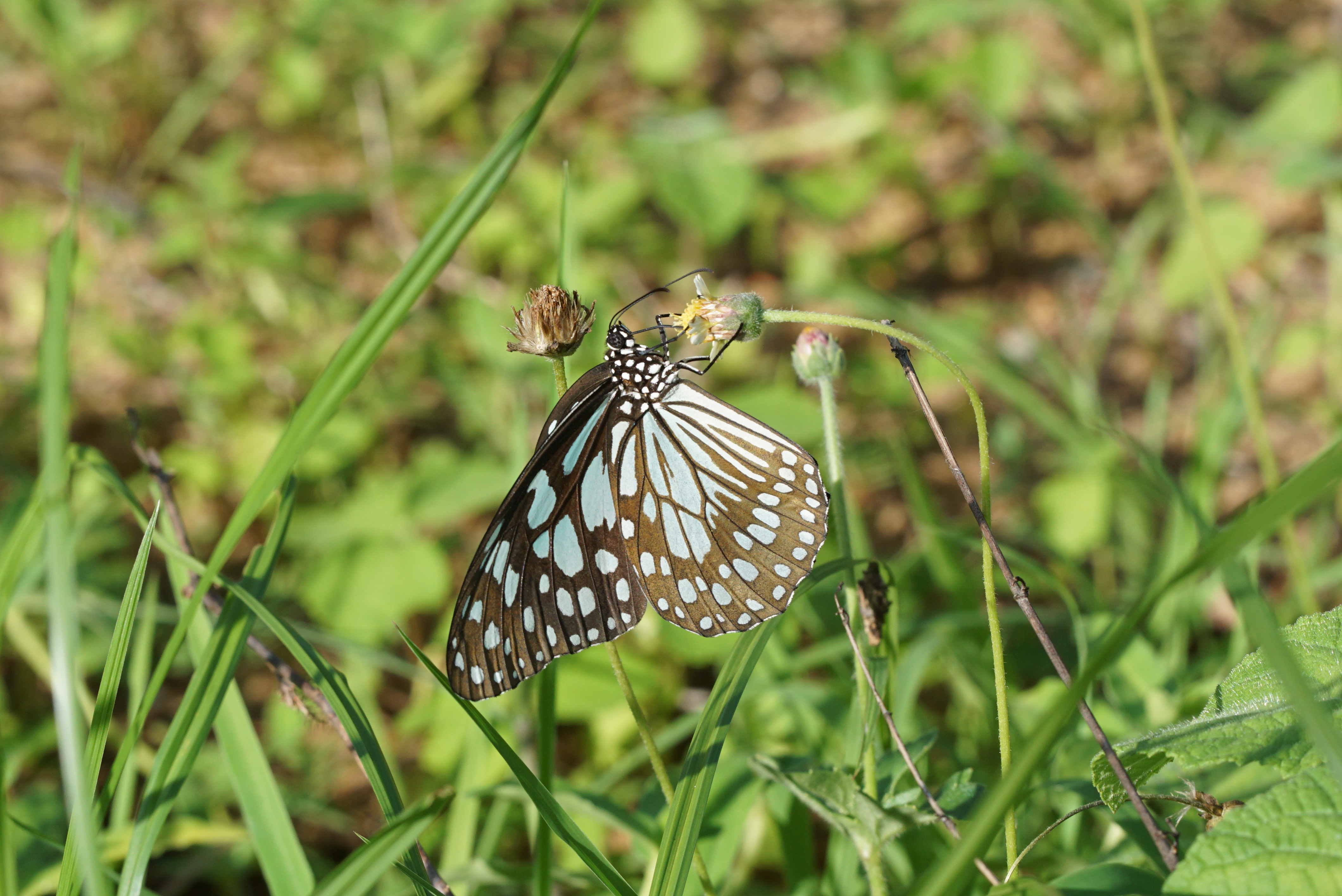Dark Blue Tiger - tirumala septentrionis 02673