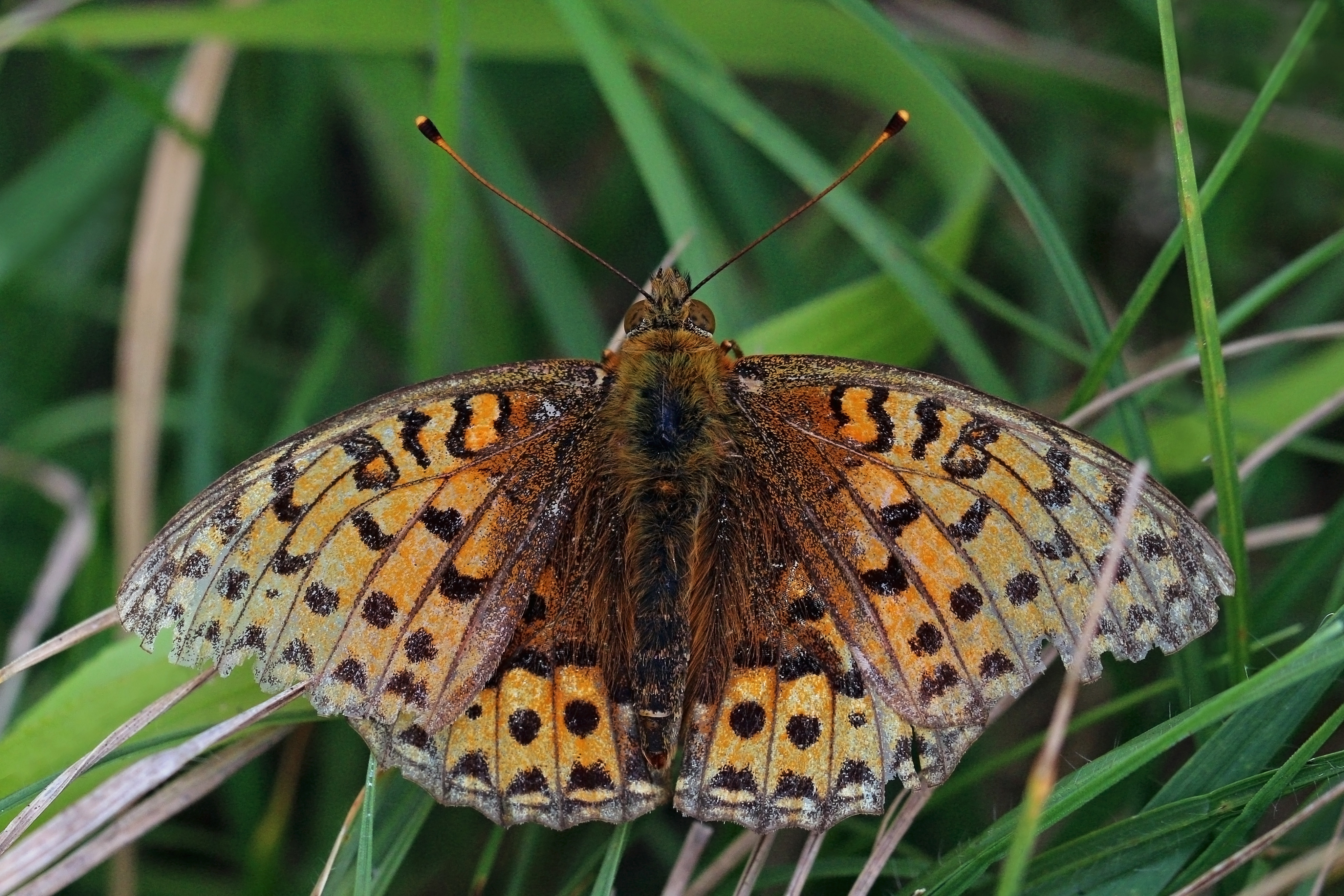 Dark green fritillary (Argynnis aglaja) male M 2