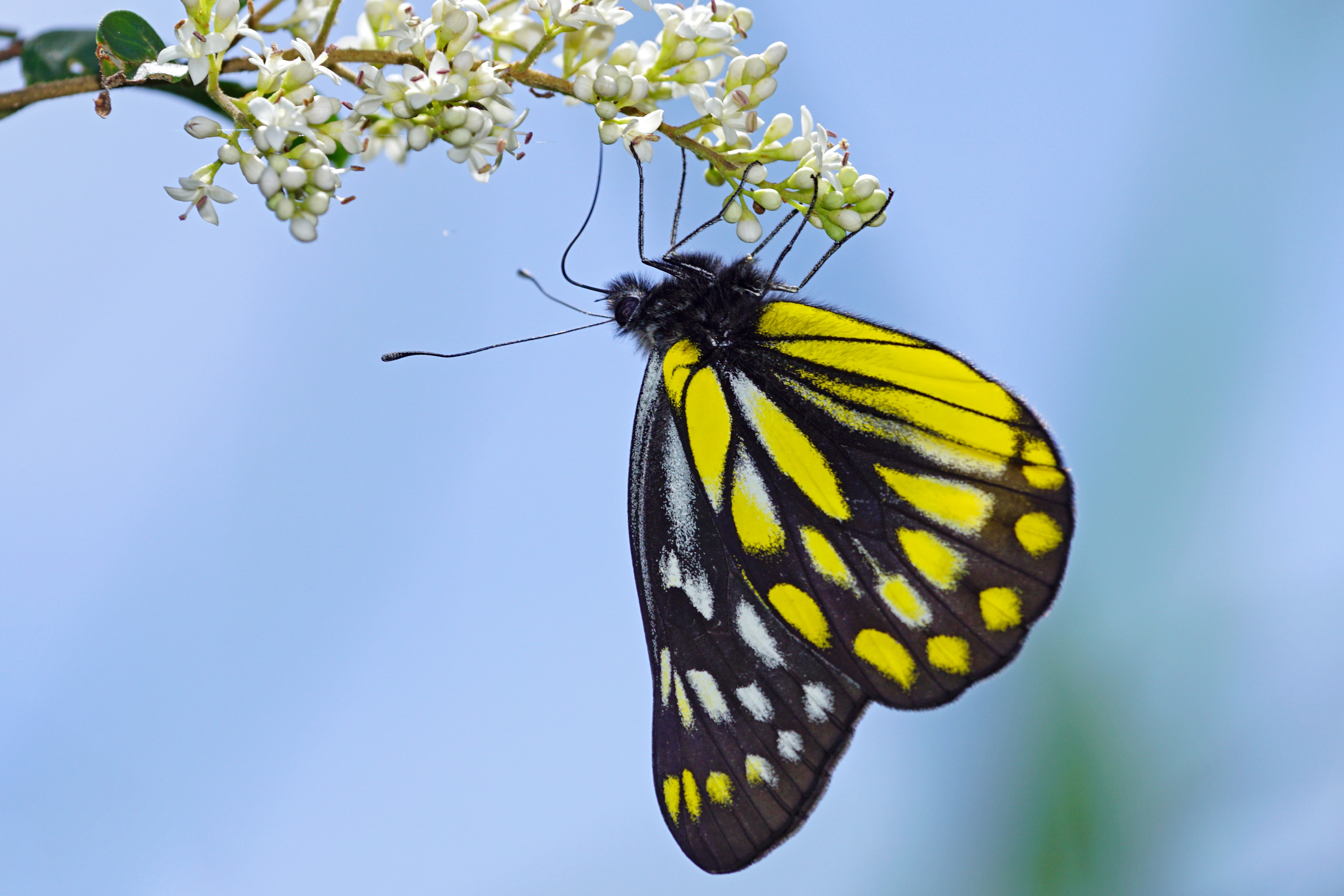 Delias berinda wilemani 20150609
