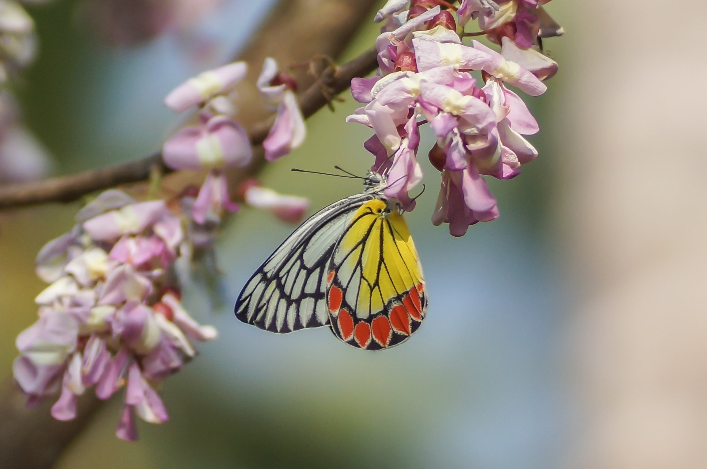 Delias eucharis 00061