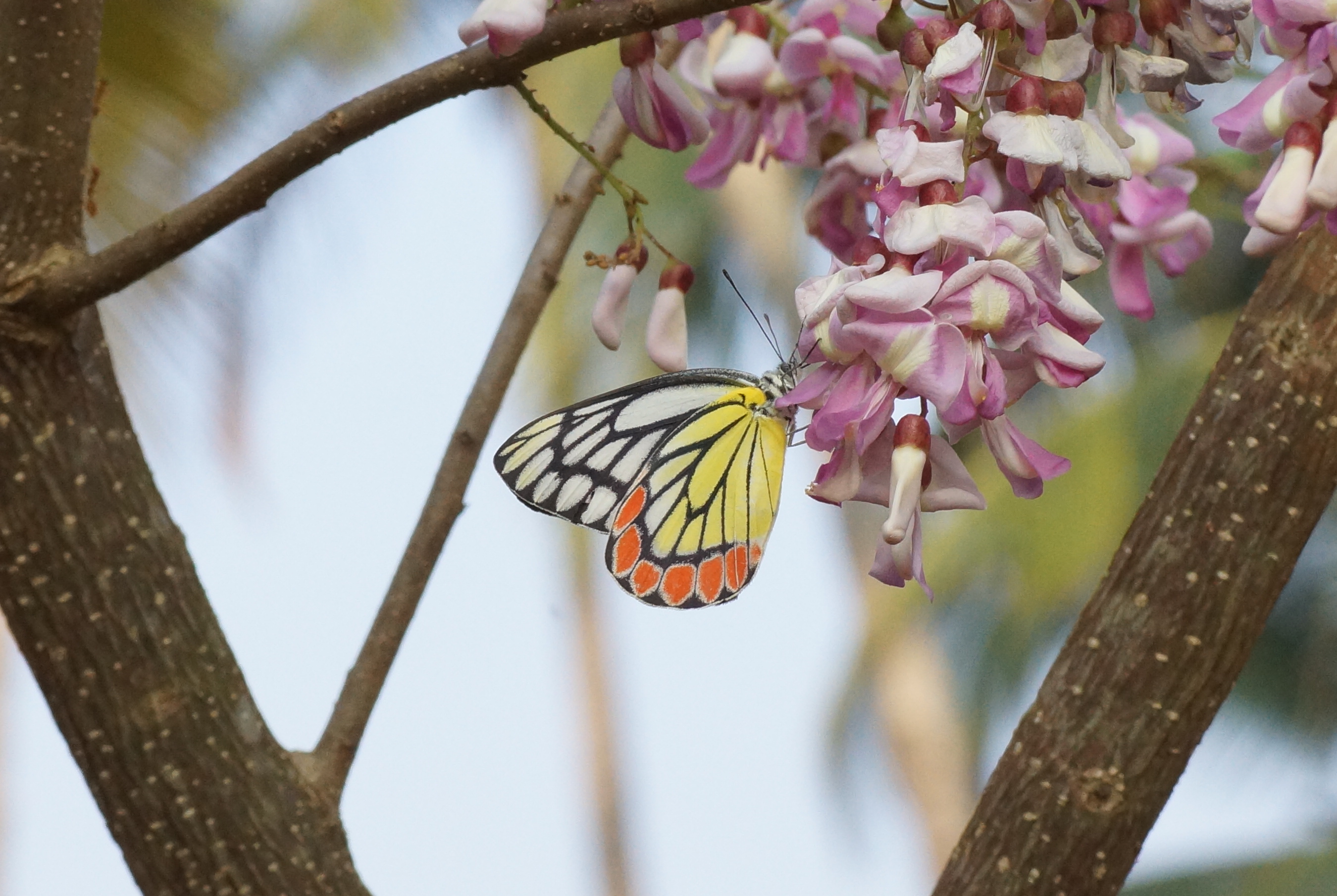 Delias eucharis 09272