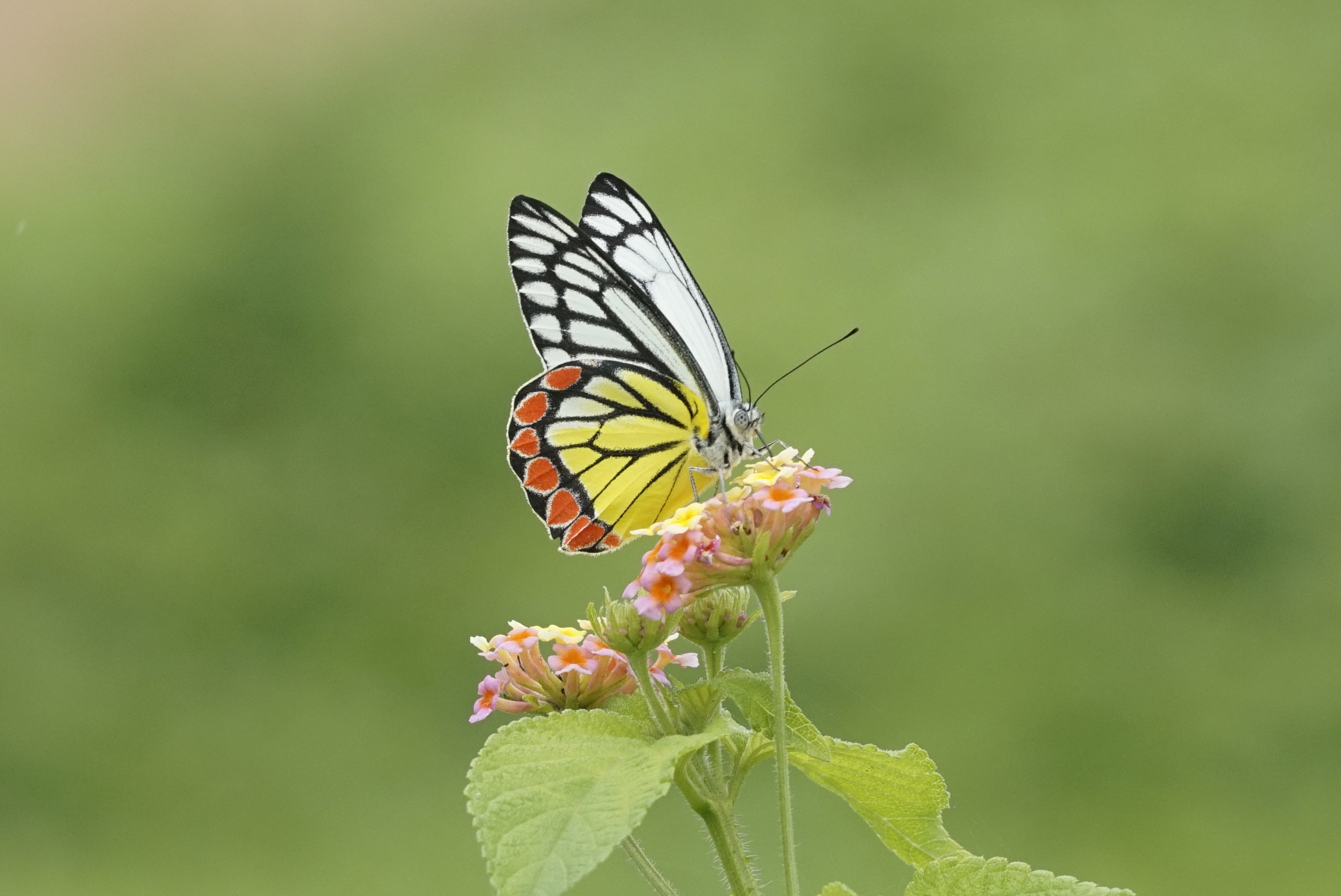 Delias eucharis 5497