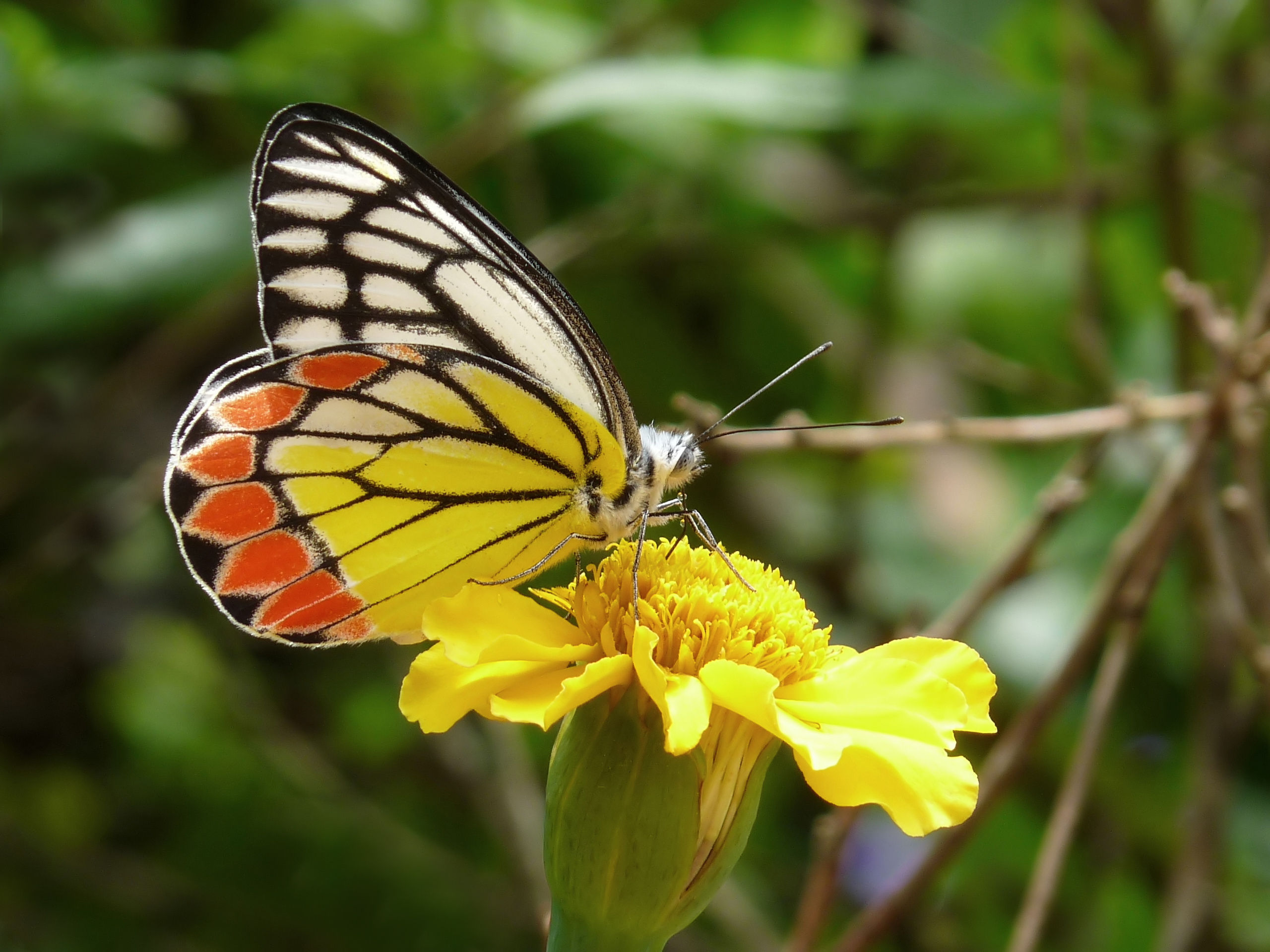 Delias eucharis at Kadavoor