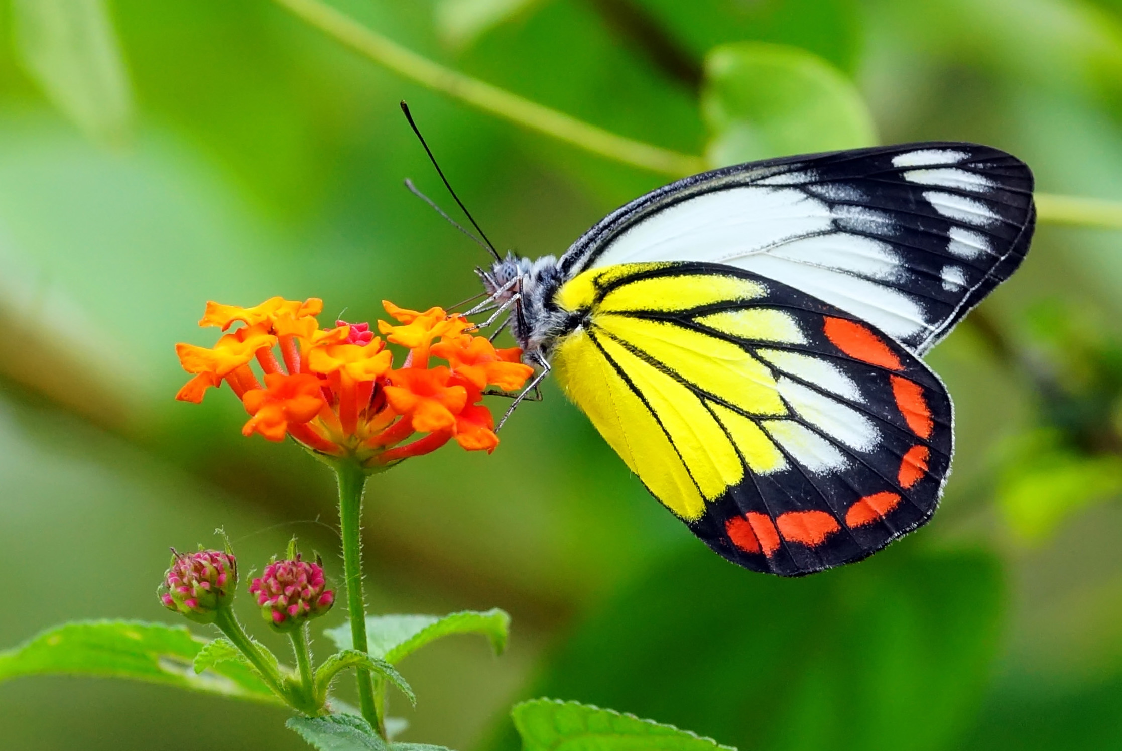 Delias hyparete luzonensis 20140203
