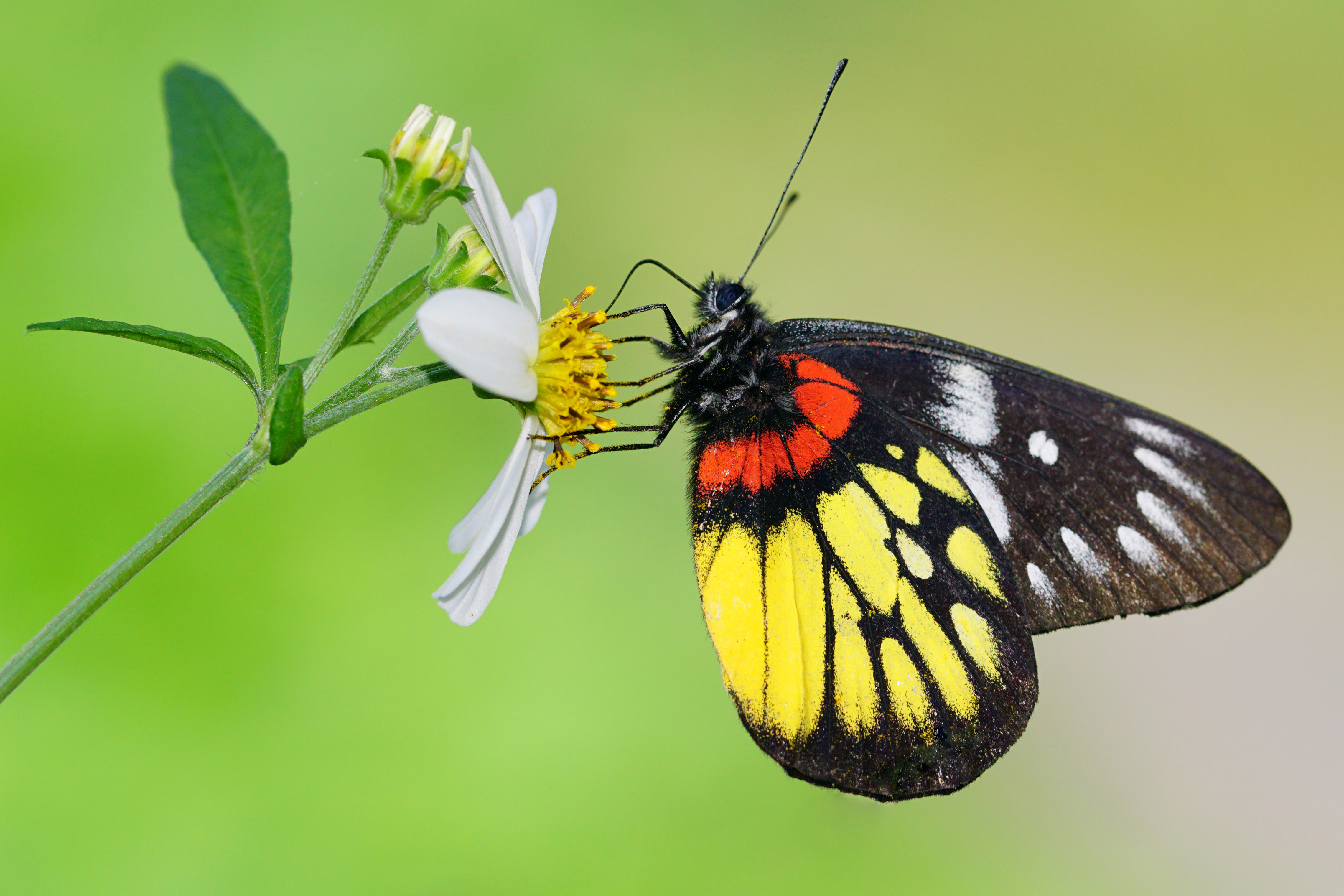Delias pasithoe curasena 20140816