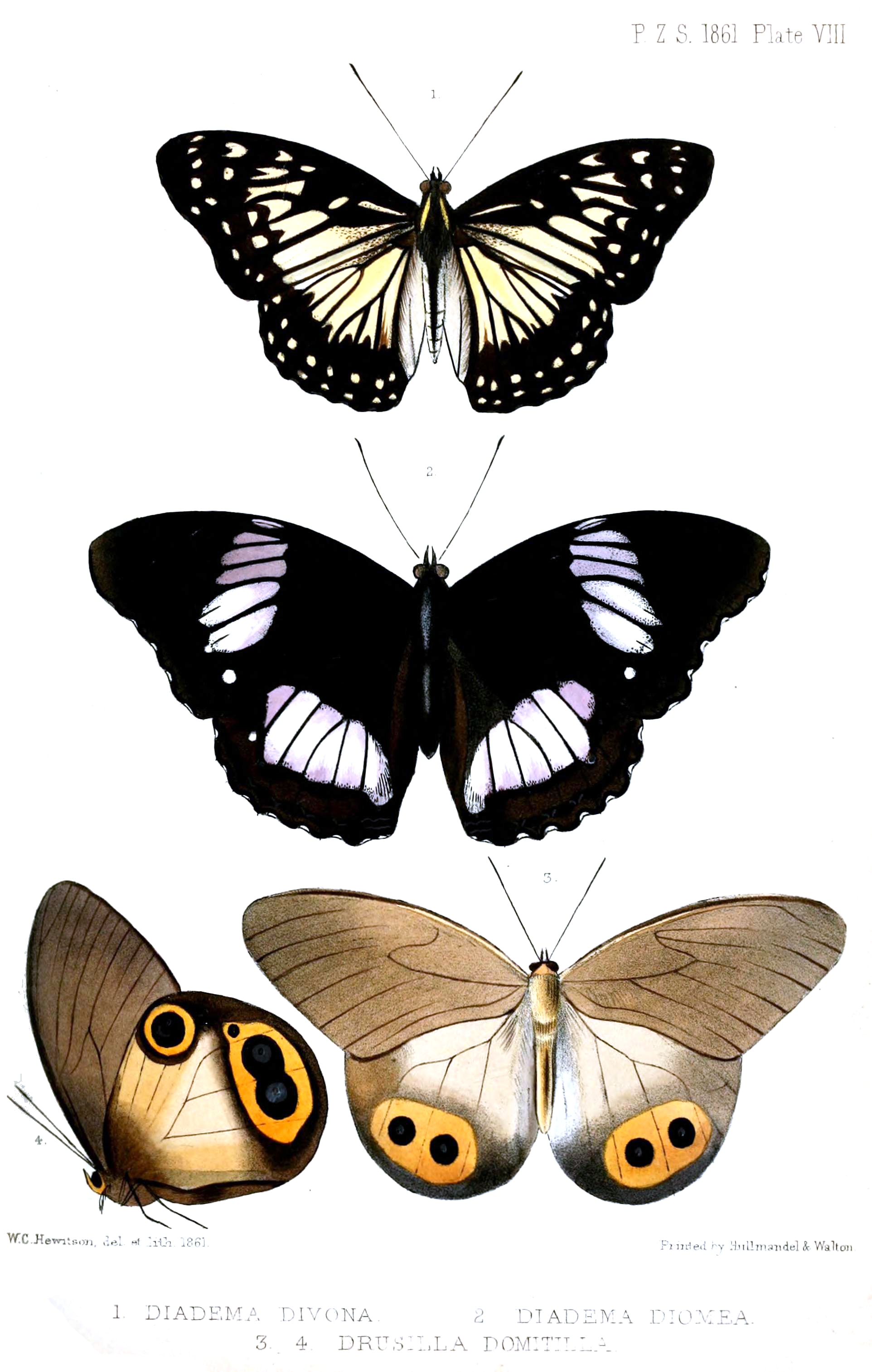 DiademaHewitson1861