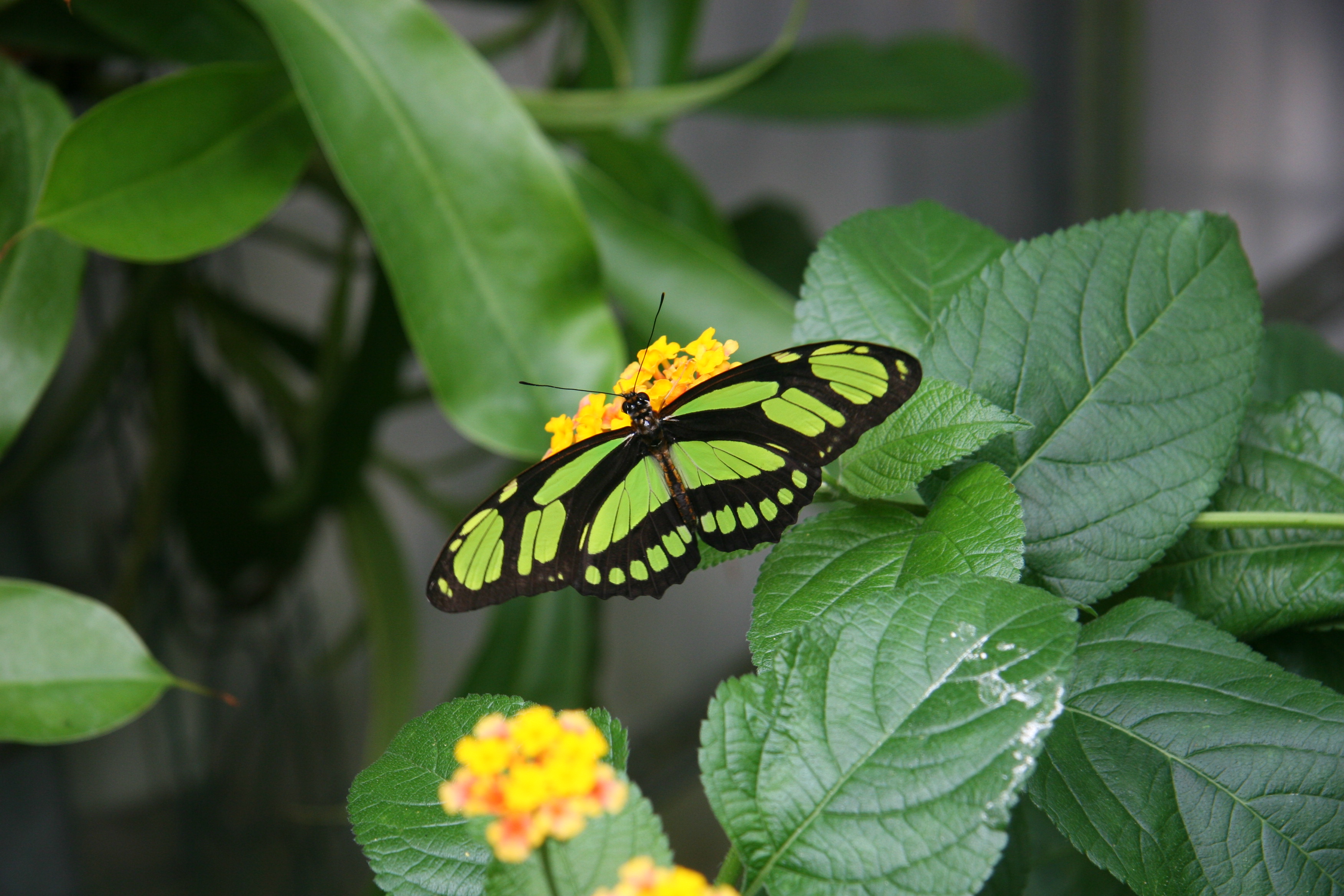 Dido longwing (Philaethria dido) 2