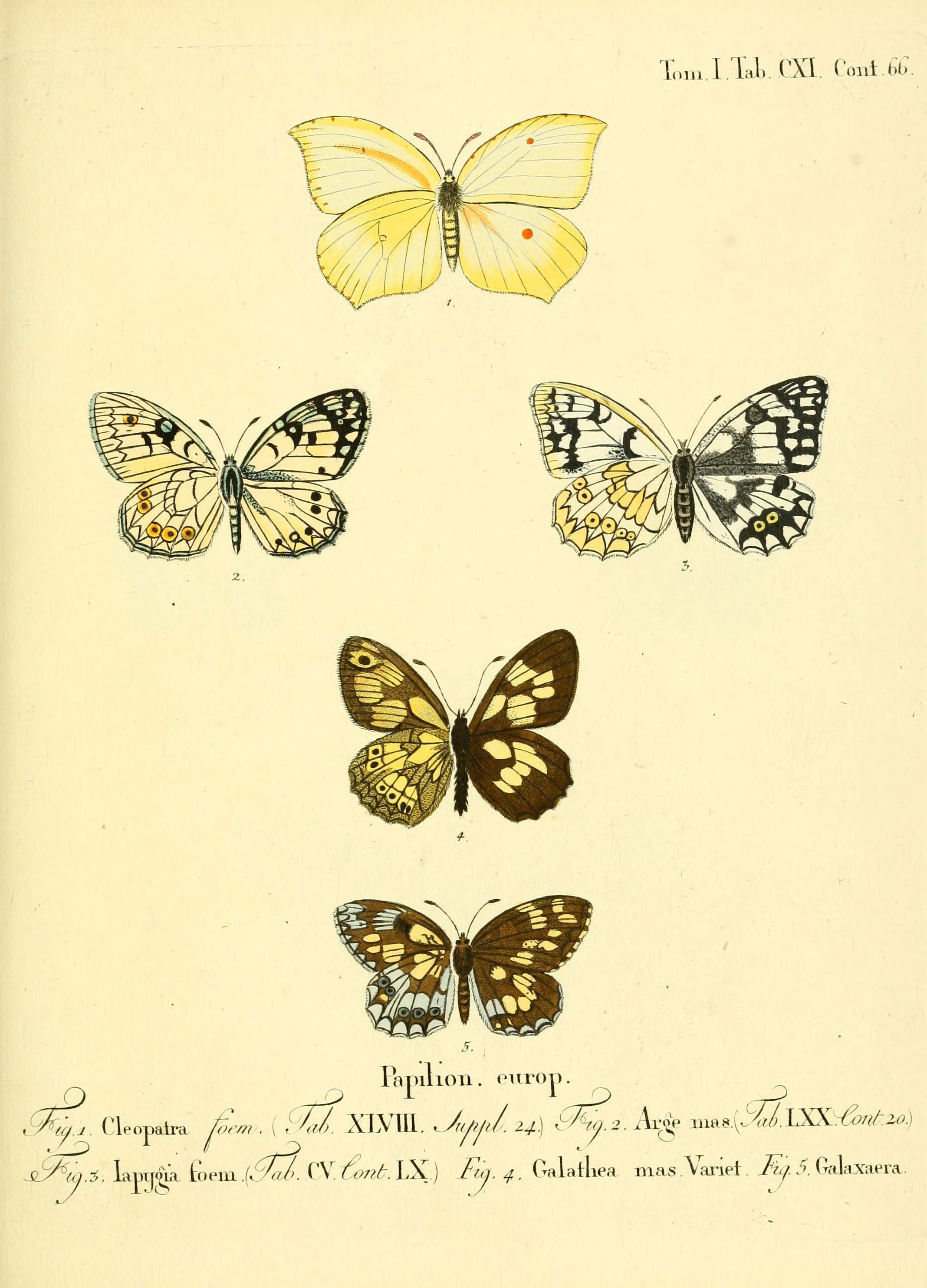 Die Schmetterlinge in Abbildungen nach der Natur (Tab. CXI) (6102781519)