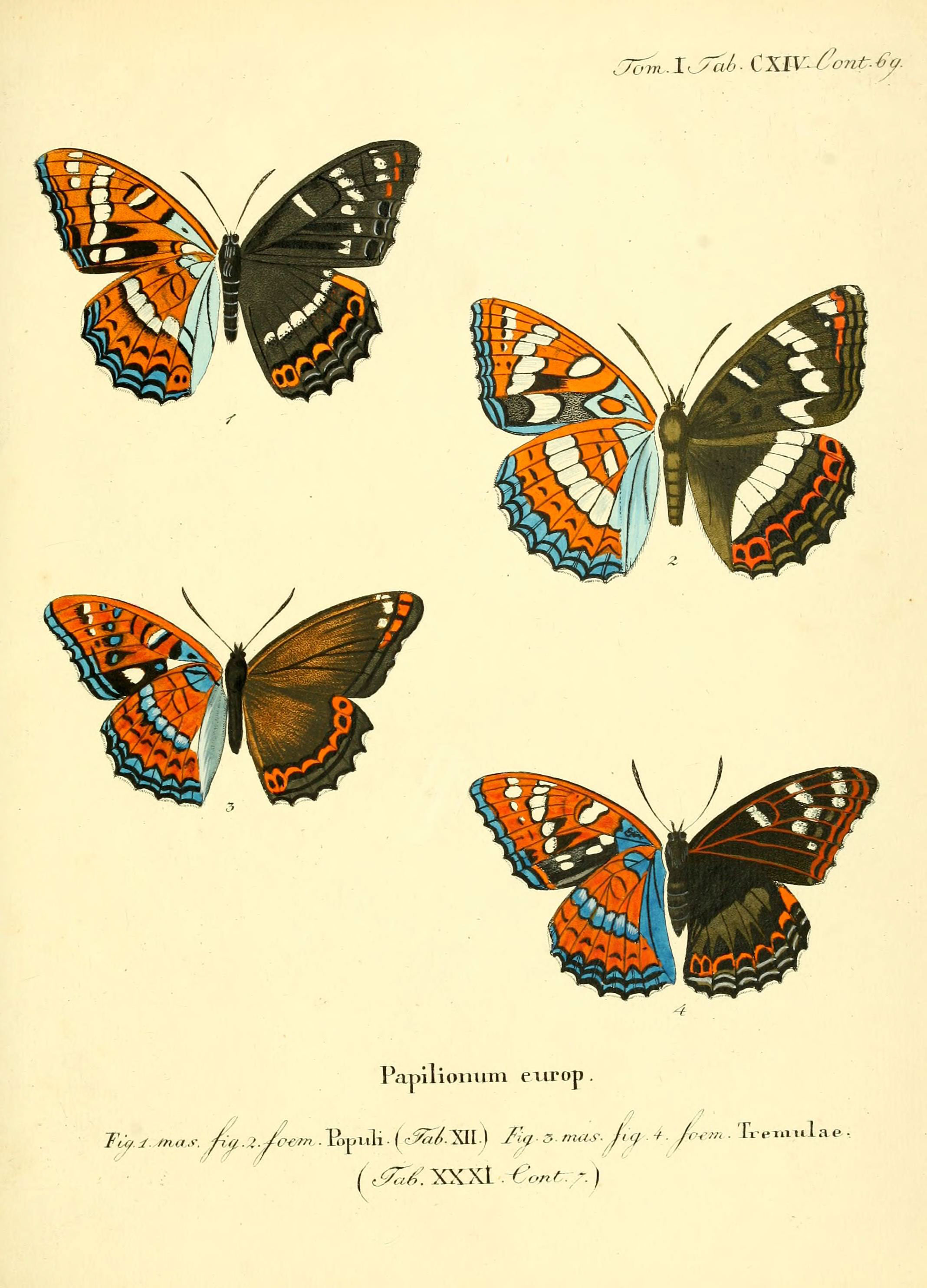 Die Schmetterlinge in Abbildungen nach der Natur (Tab. CXIV) (6103328418)