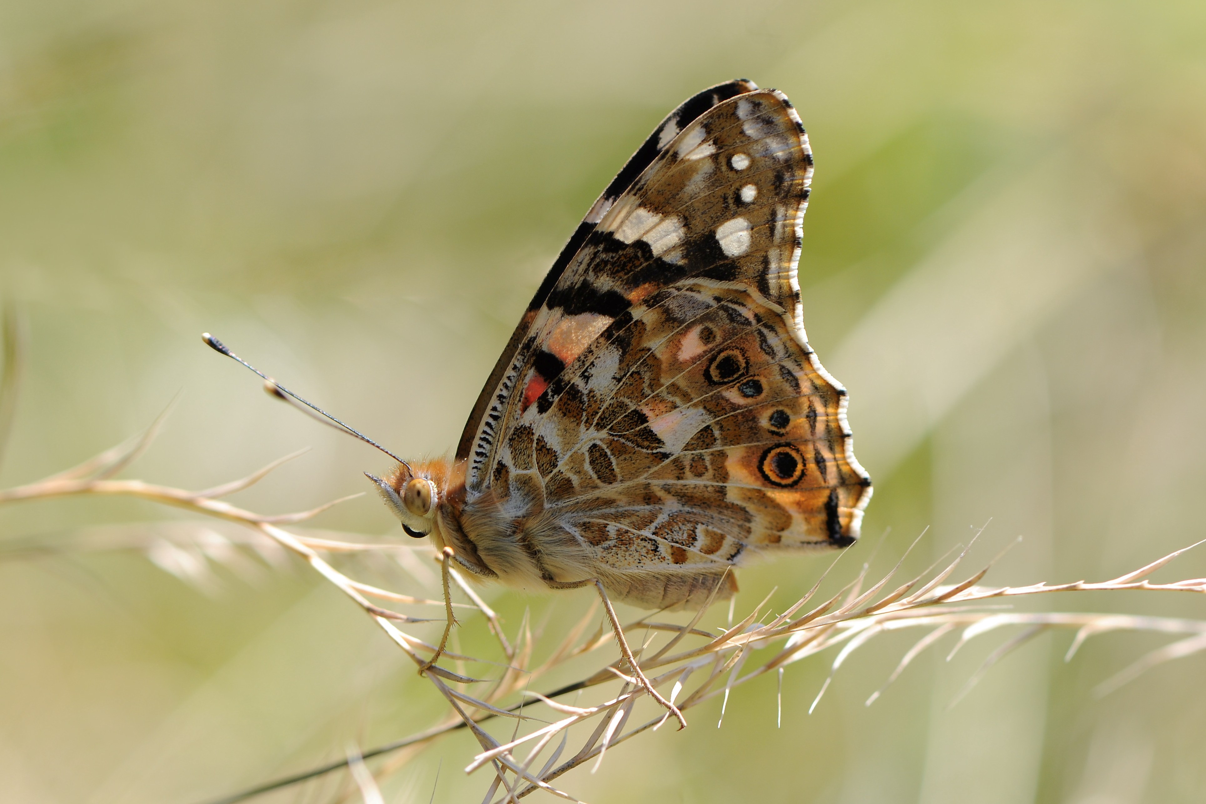 Distelfalter , Vanessa cardui
