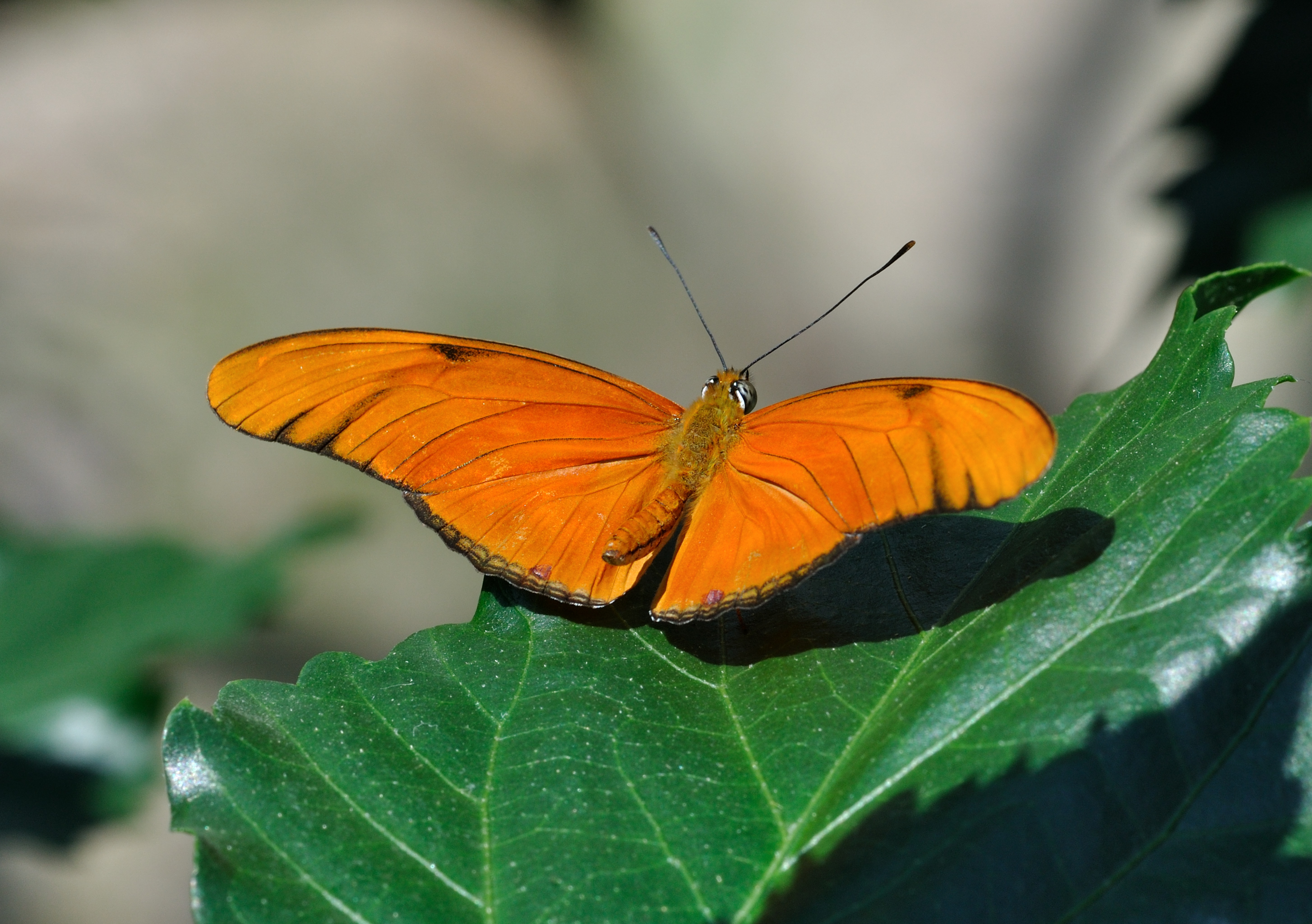Dryas iulia qtl1