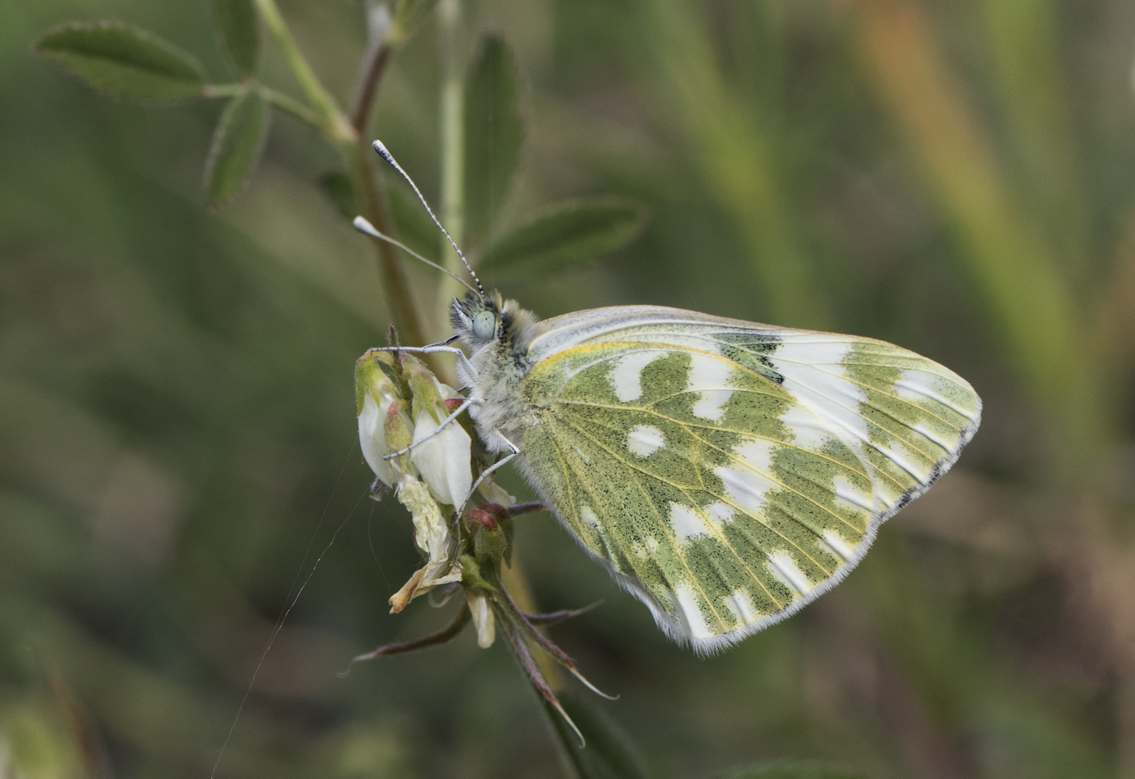 Eastern Bath White - Pontia edusa 04
