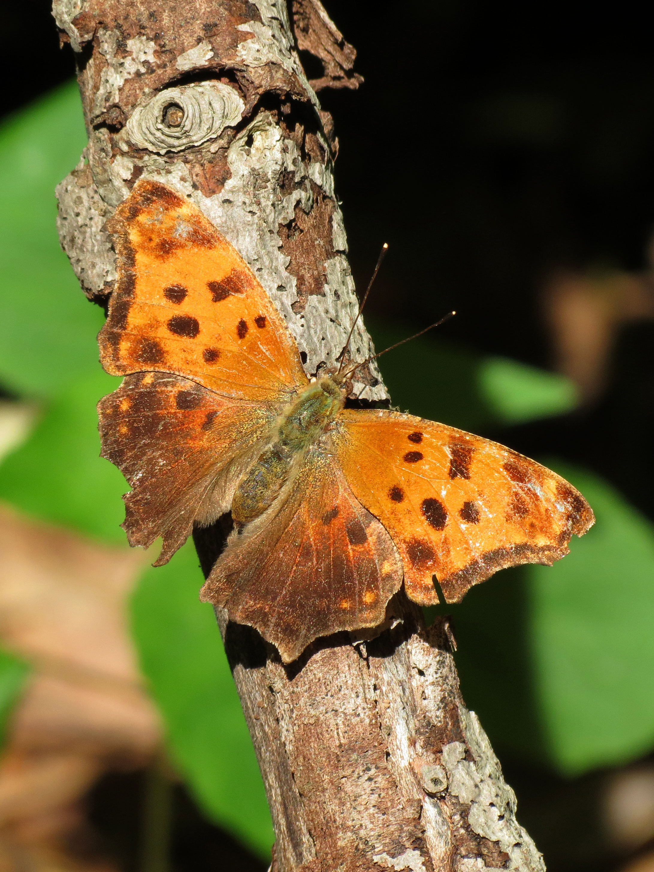 Eastern Comma (15320319450)