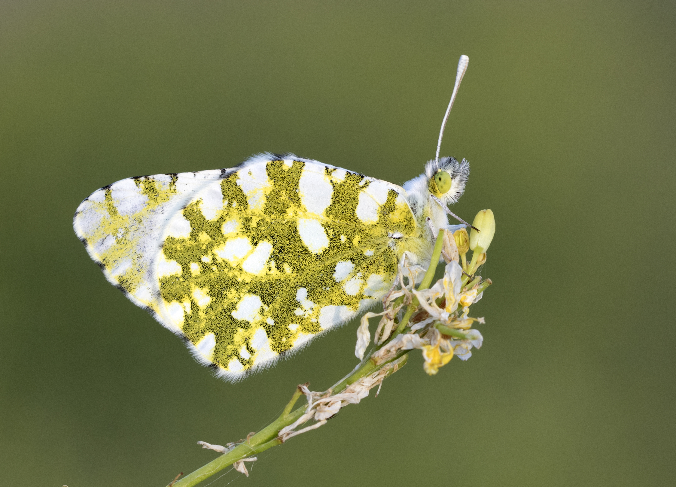 Eastern Dappled White - Dağ Öyklosu 04