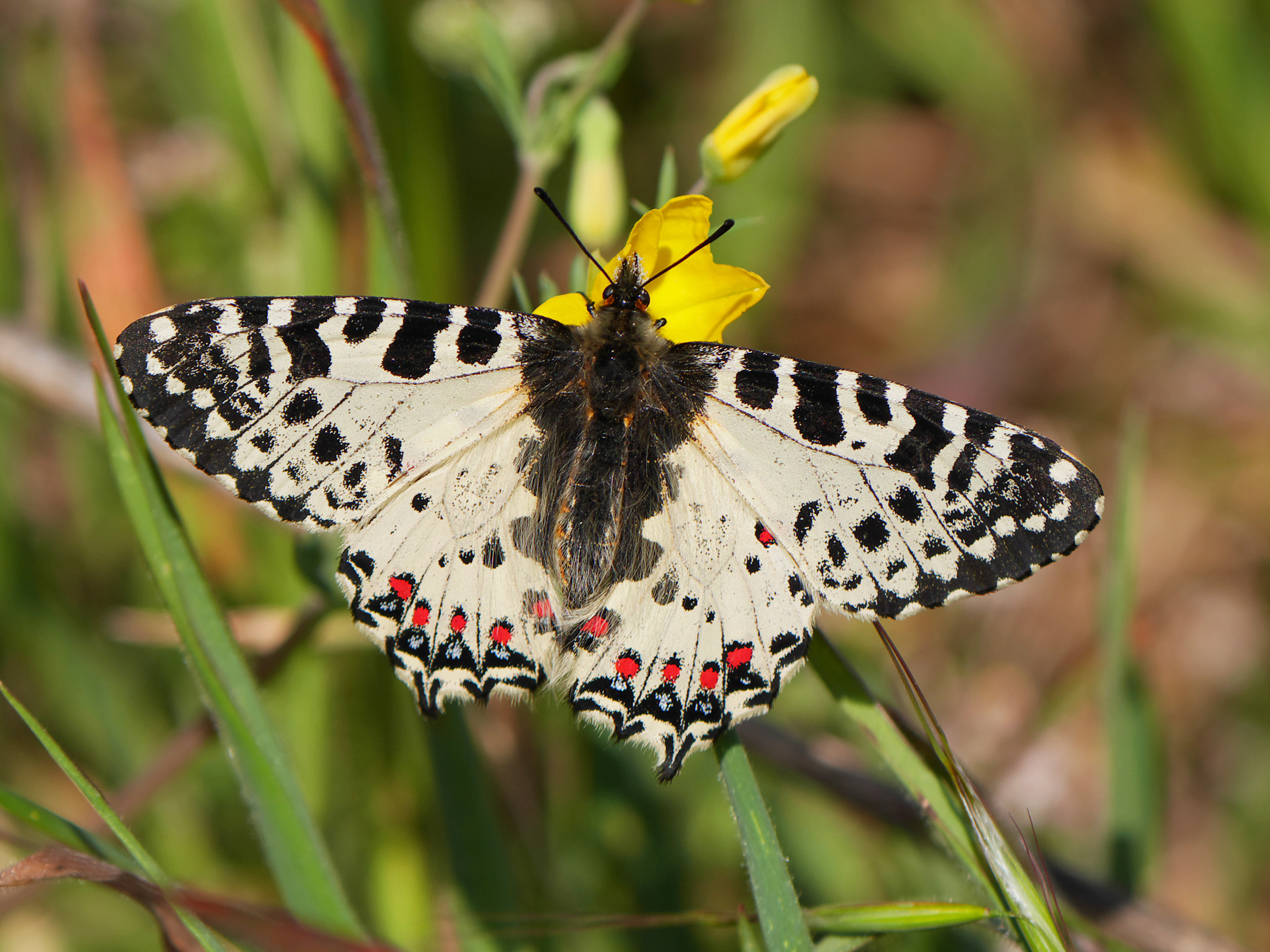 Eastern Festoon (Zerynthia cerisyi), Lesvos, Greece, 12.04.2015 (16823645123)