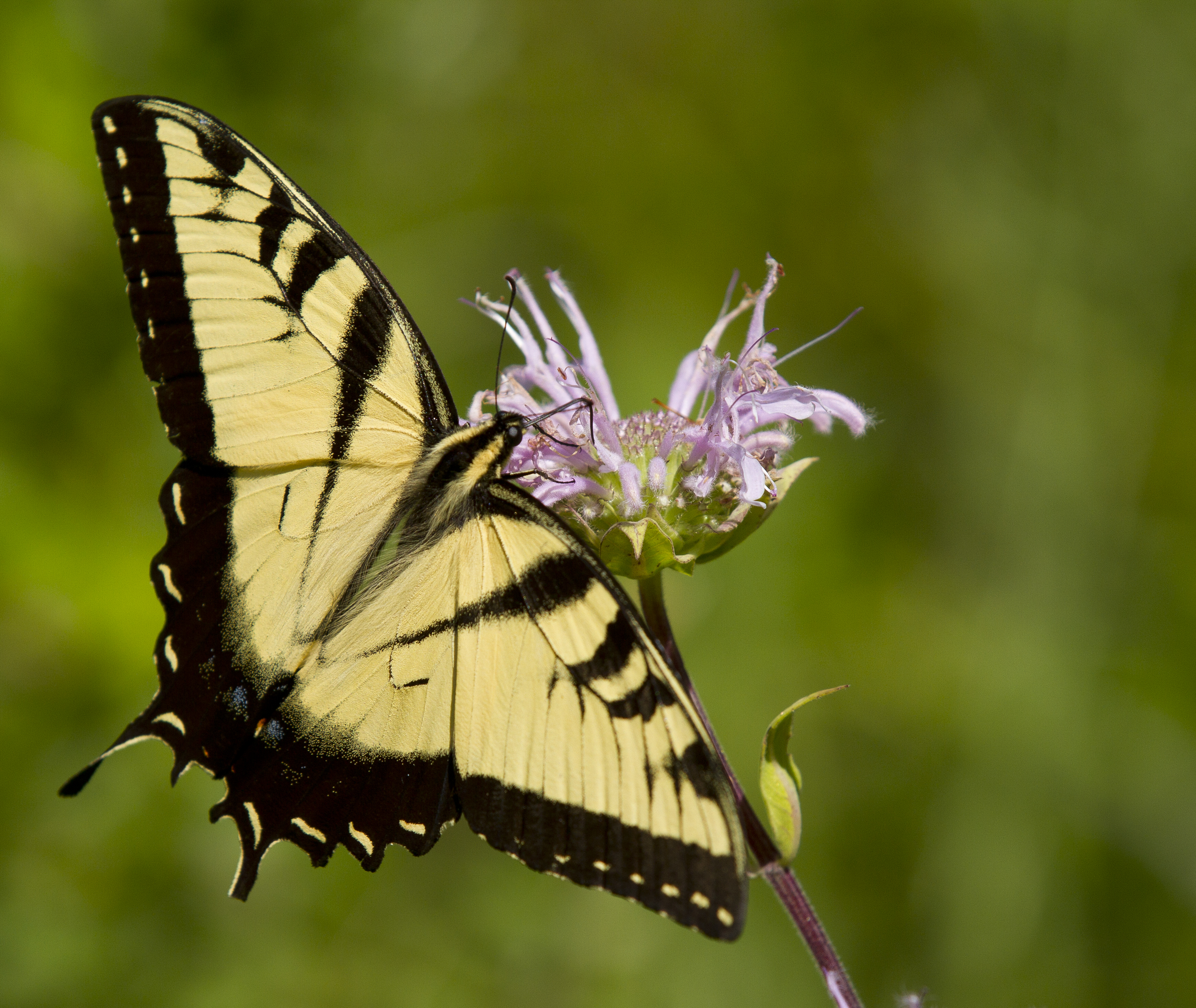 Eastern Tiger Swallowtail (9597202555)