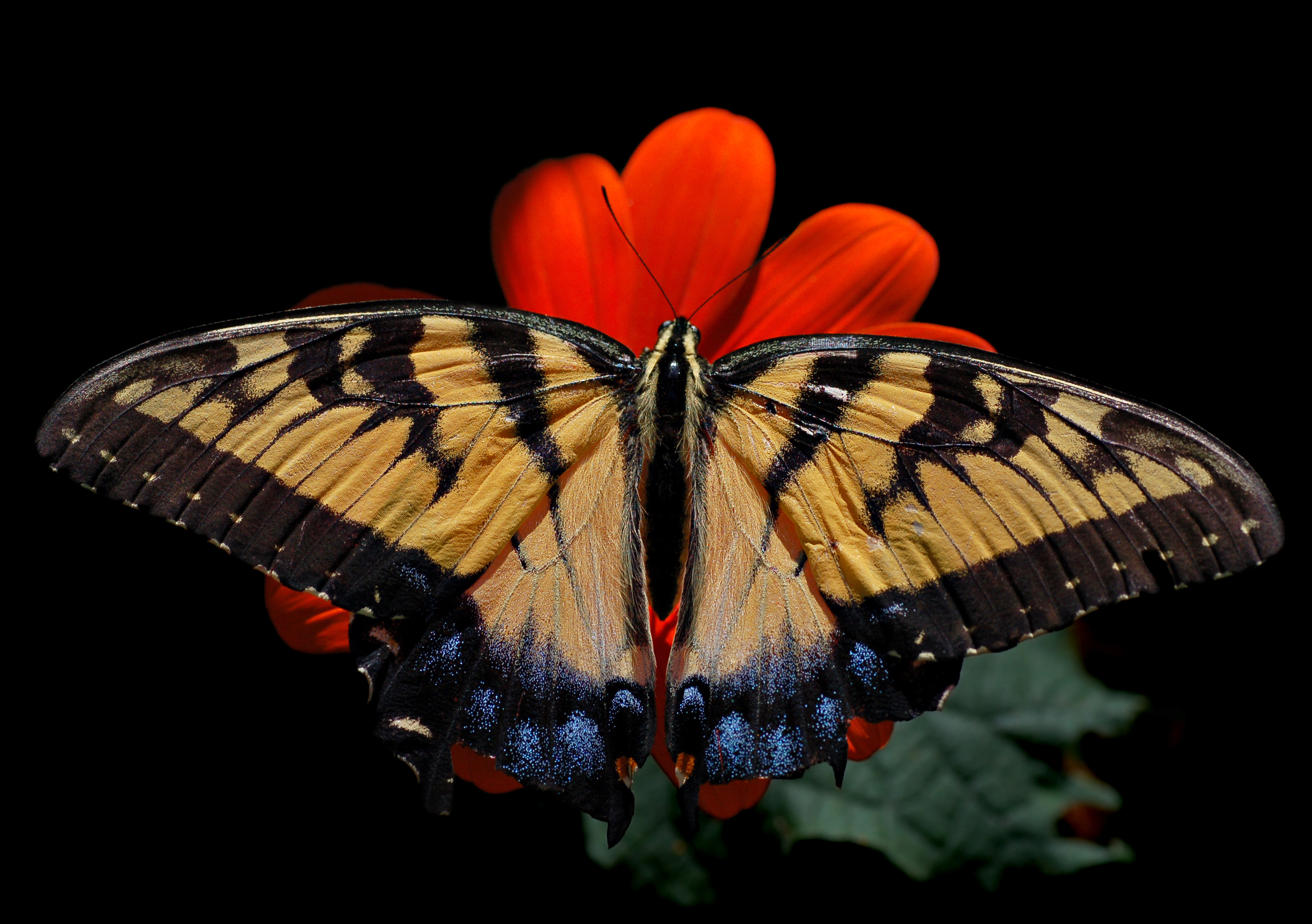 Eastern Tiger Swallowtail Papilio glaucus Female 2838px