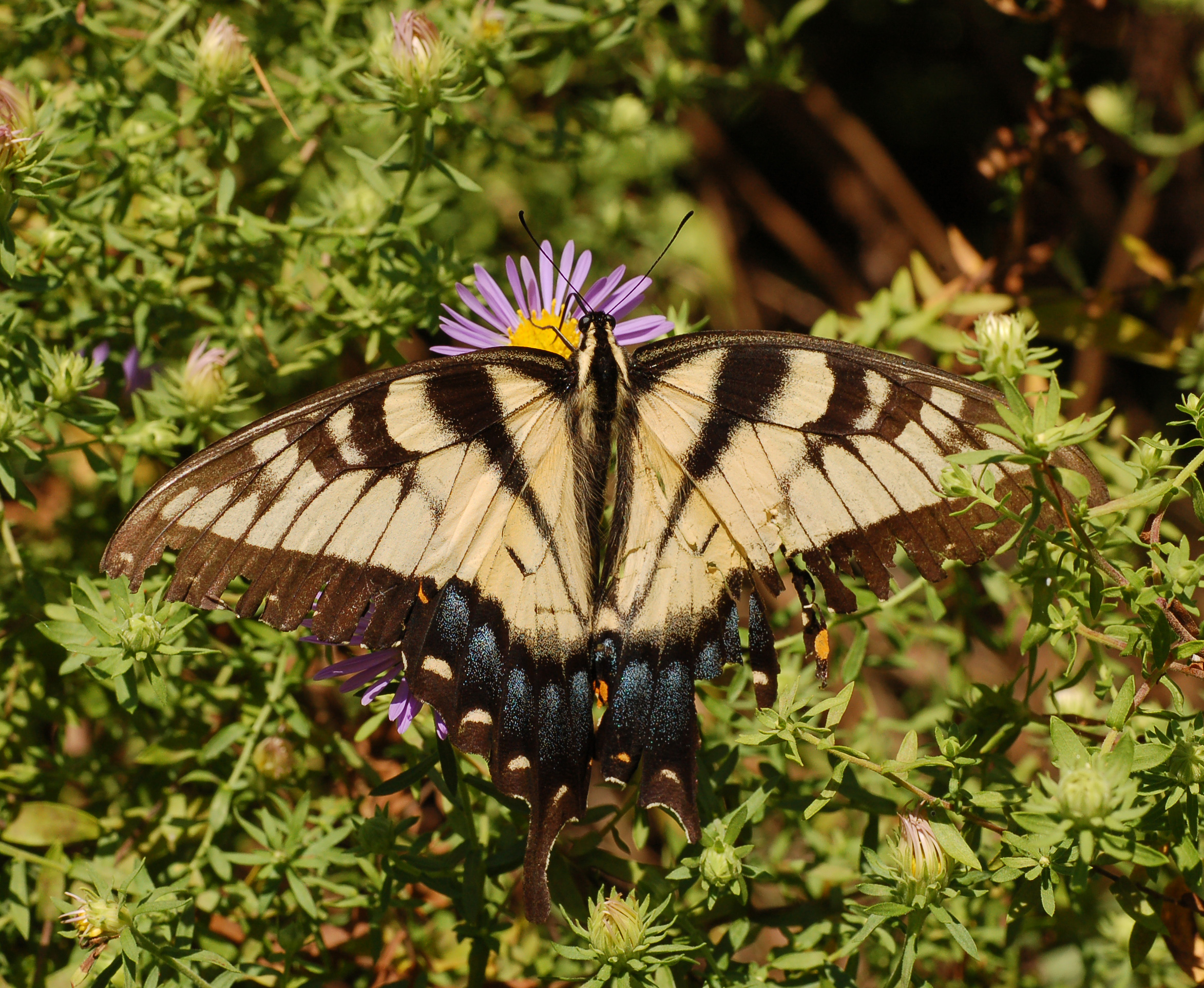 Eastern Tiger Swallowtail Papilio glaucus Flower 2345px