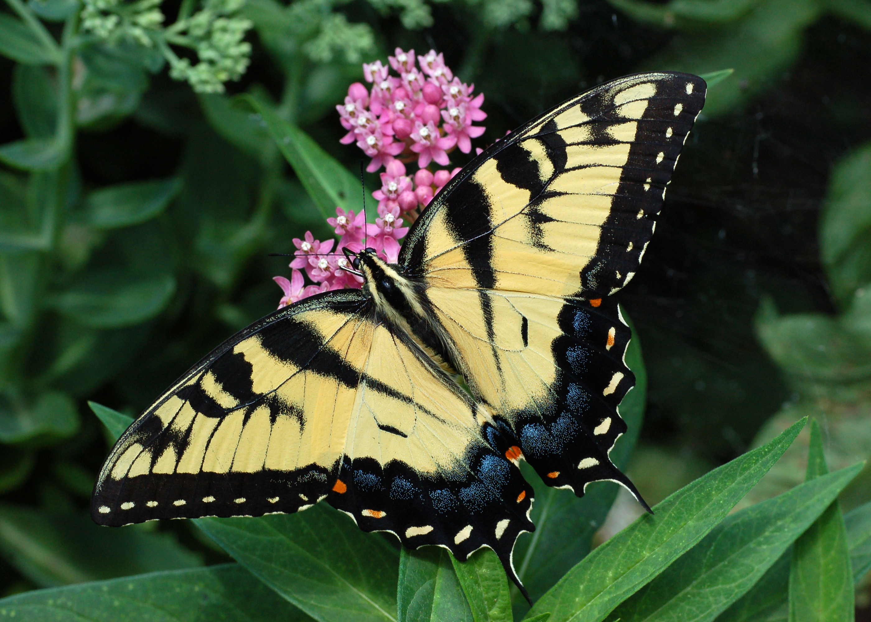 Eastern Tiger Swallowtail Papilio glaucus on Milkweed 2800px