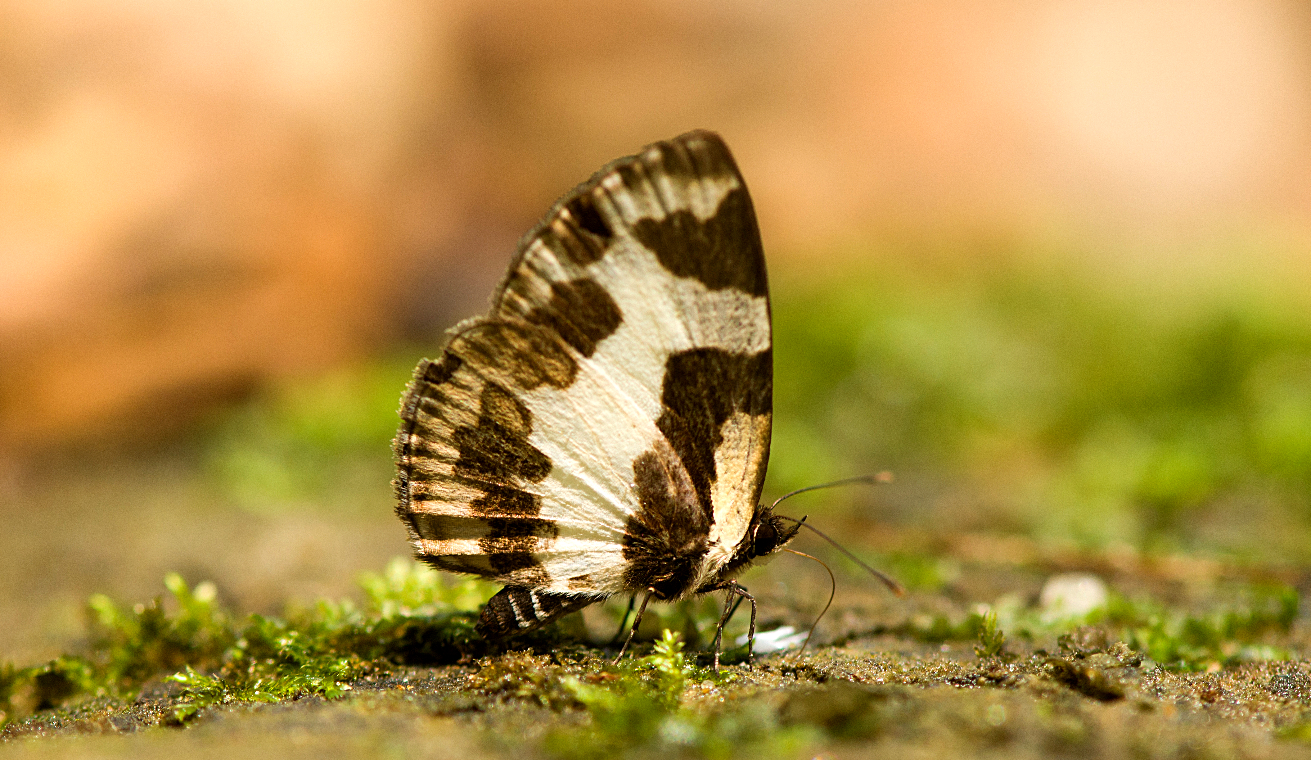 Elbowed Pierrot-Meghalaya