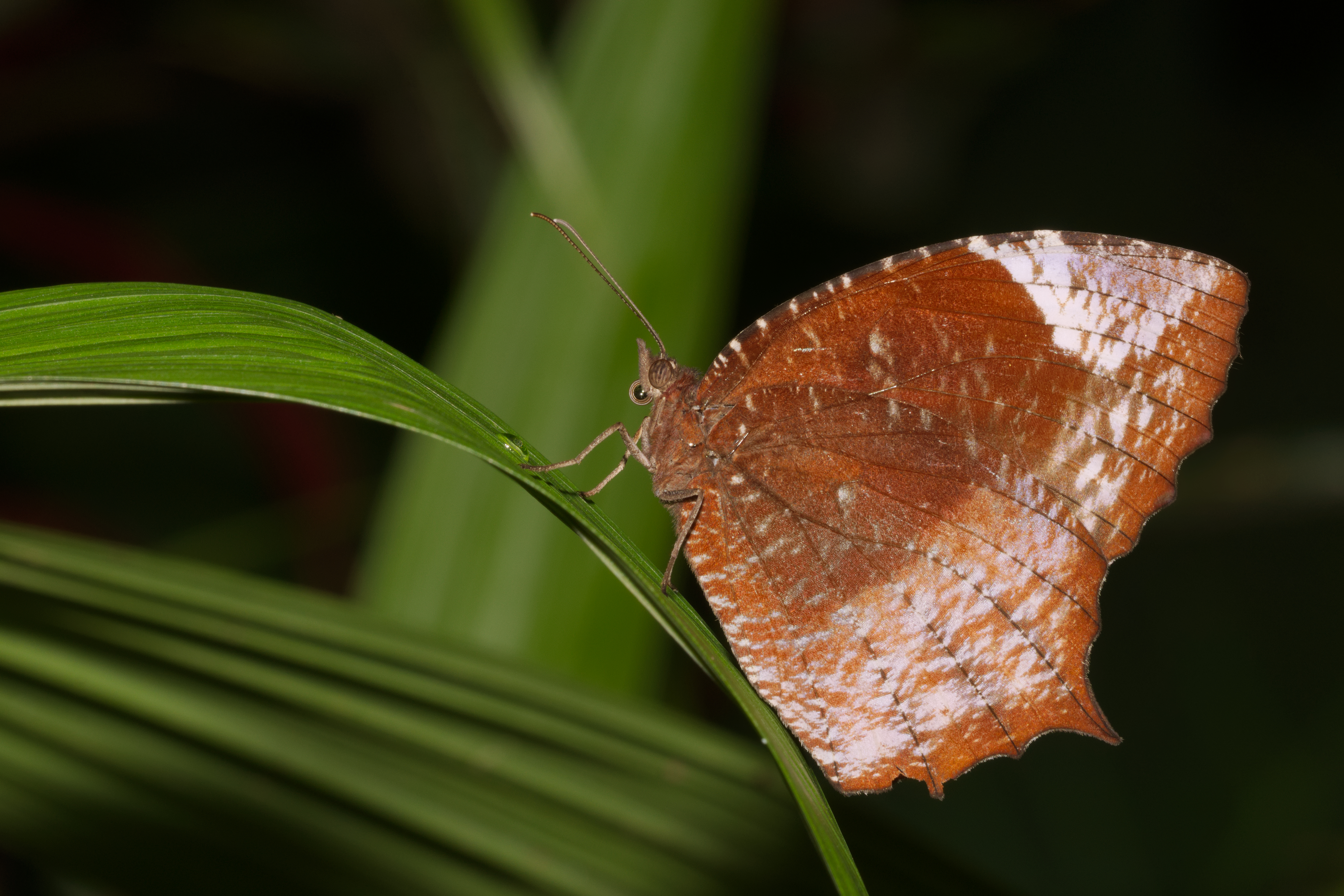 Elymnias caudata of Kadavoor