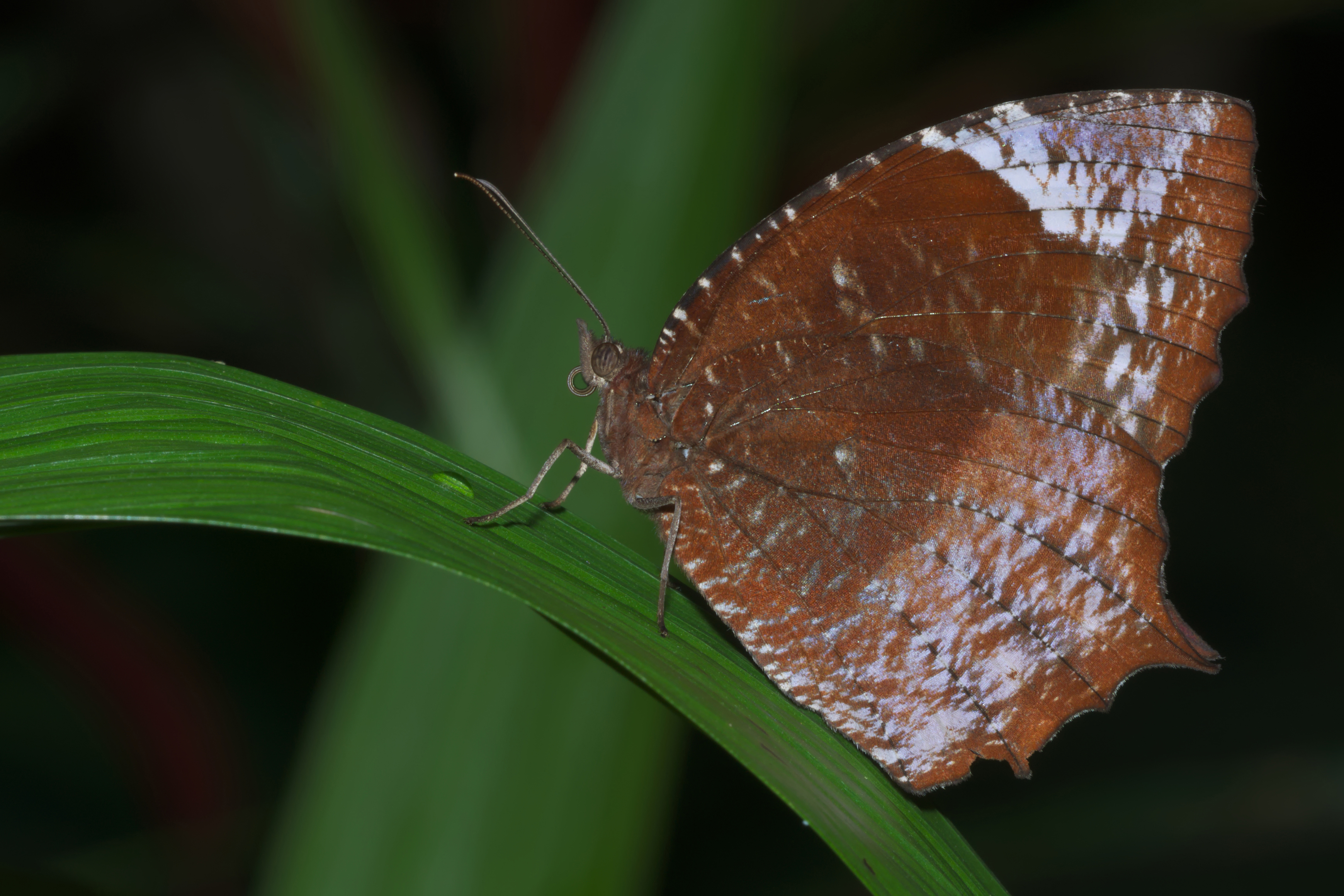 Elymnias caudata on Kadavoor