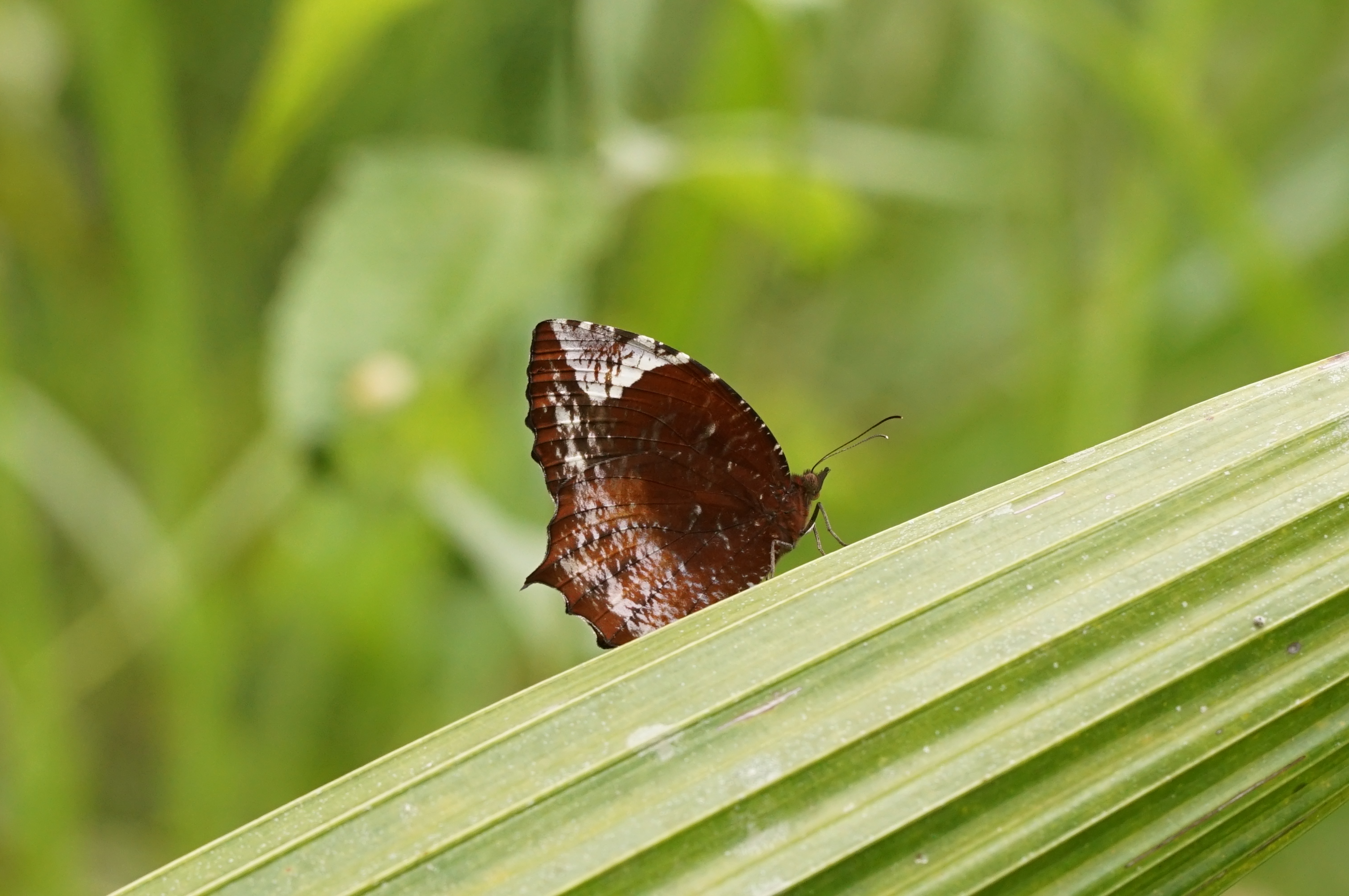 Elymnias hypermnestra 08189