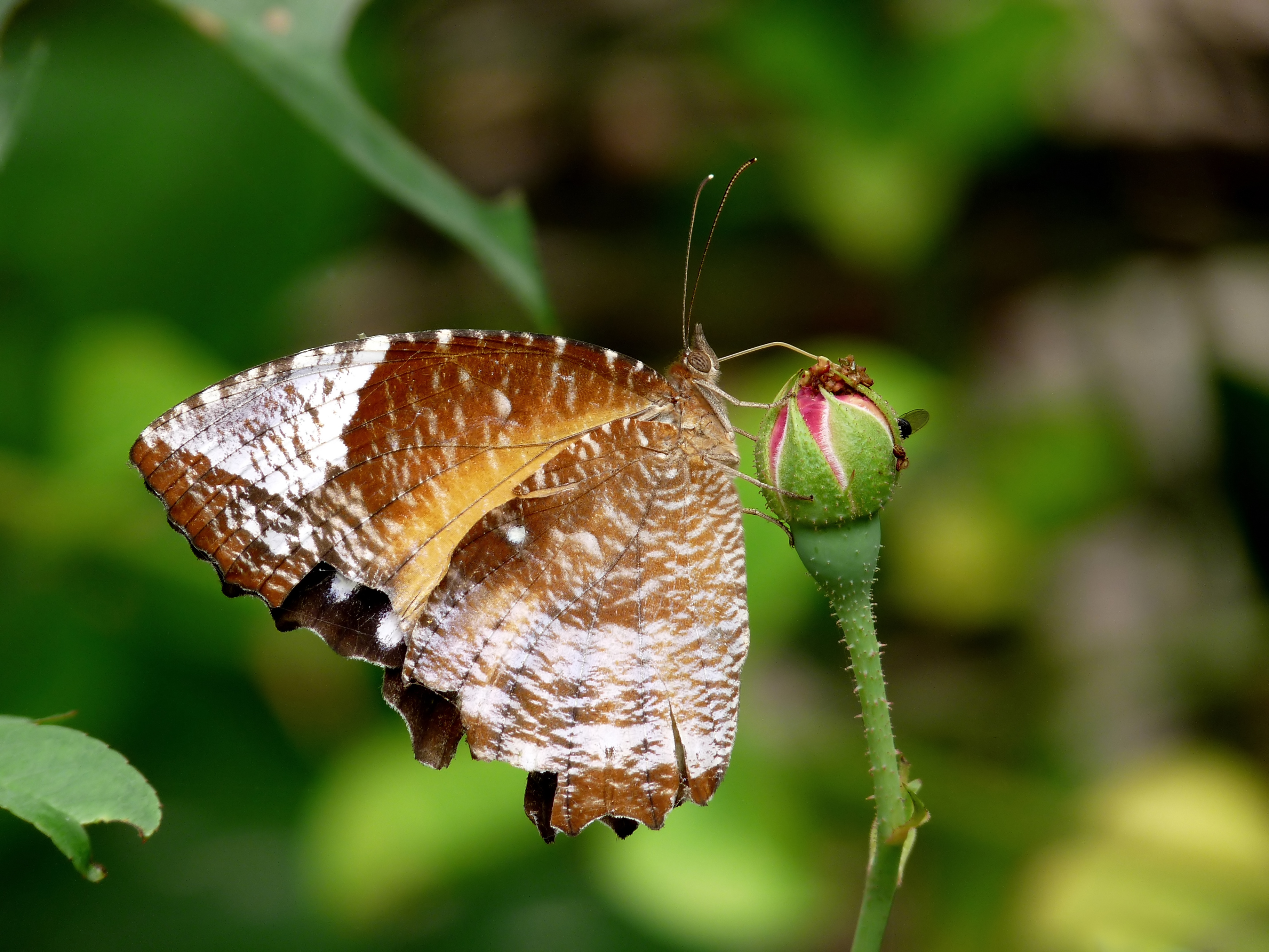 Elymnias hypermnestra female 2 by kadavoor