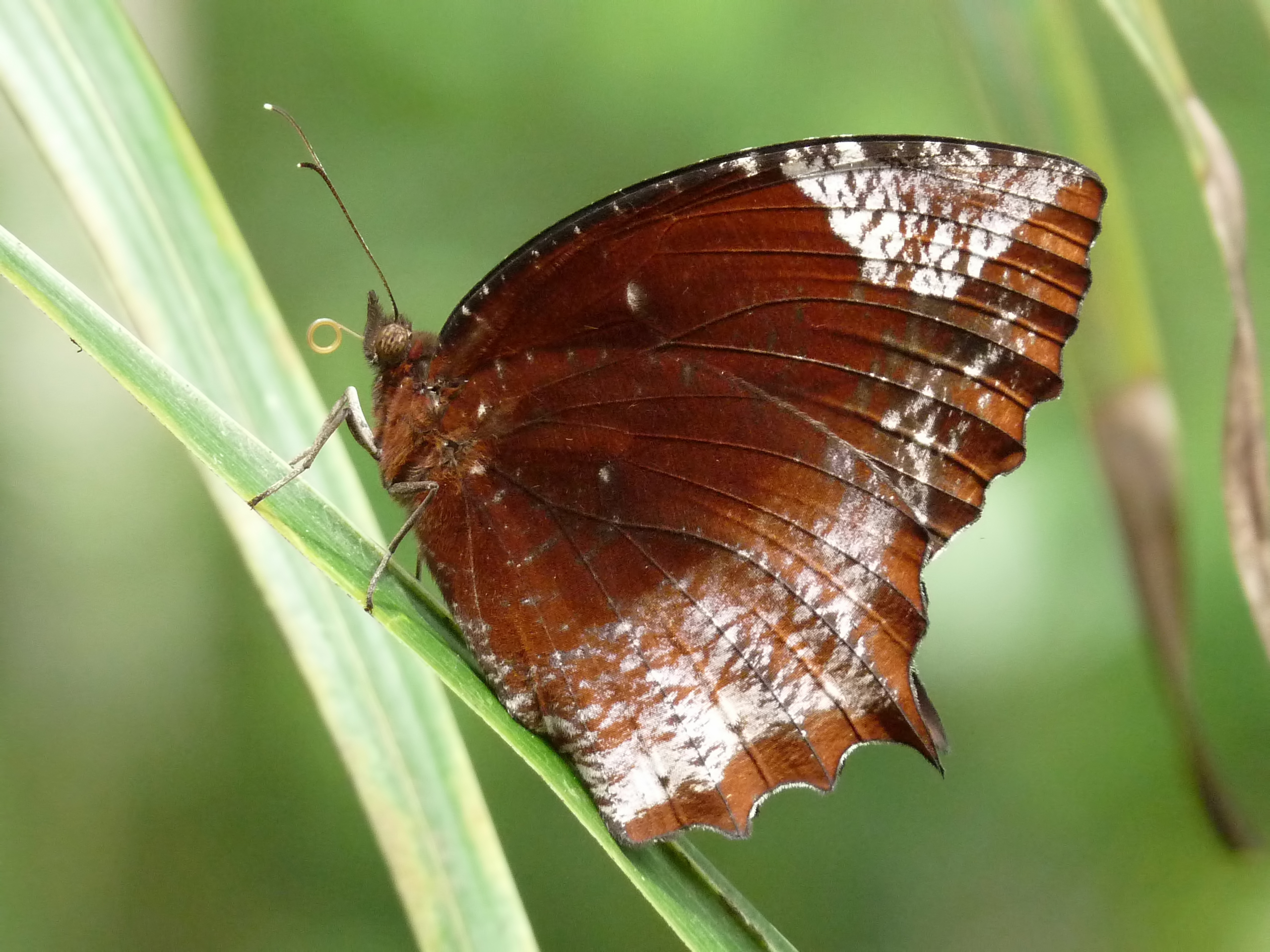 Elymnias hypermnestra male by kadavoor