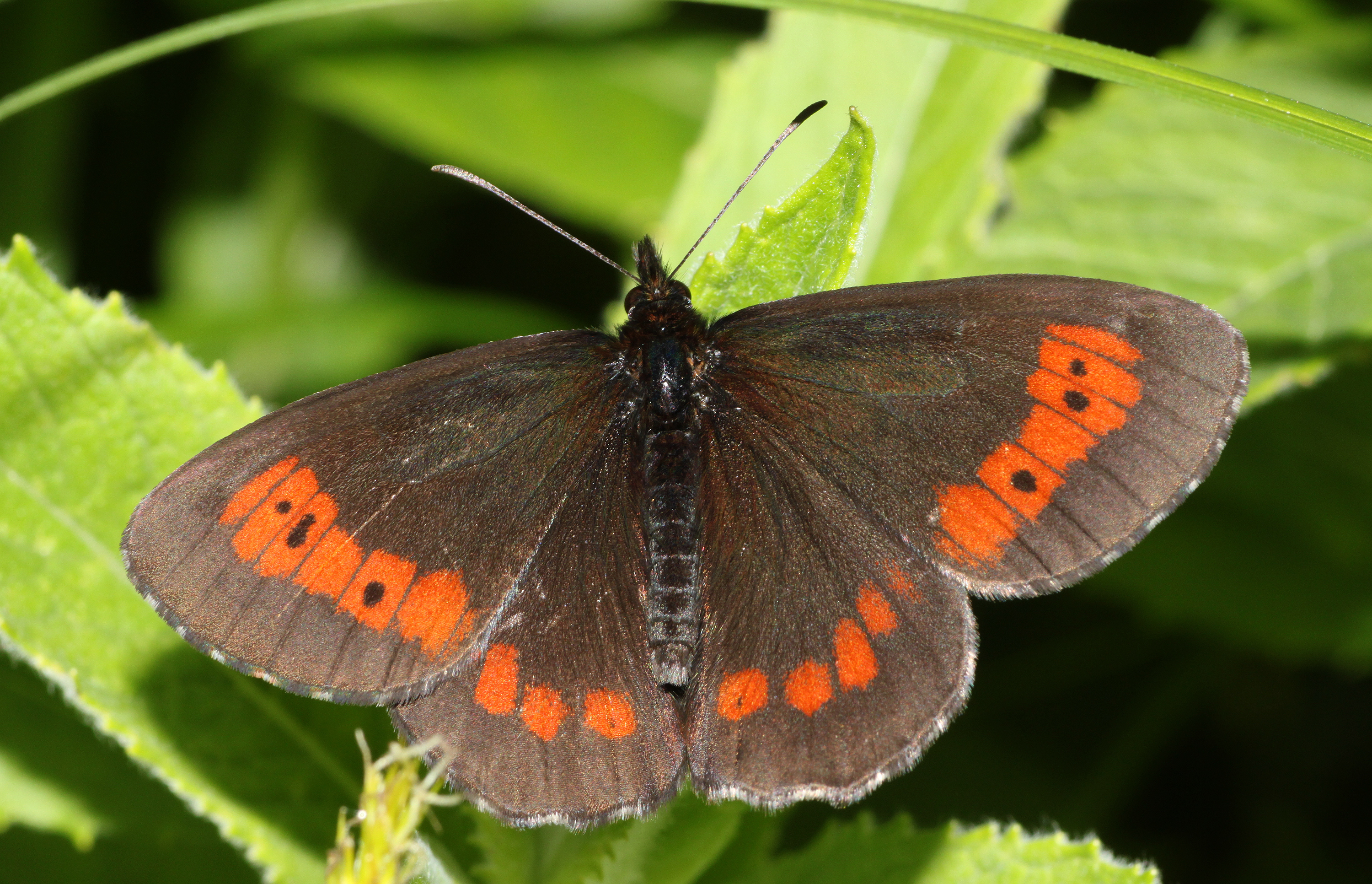 Erebia-euryale-Mohrenfalter