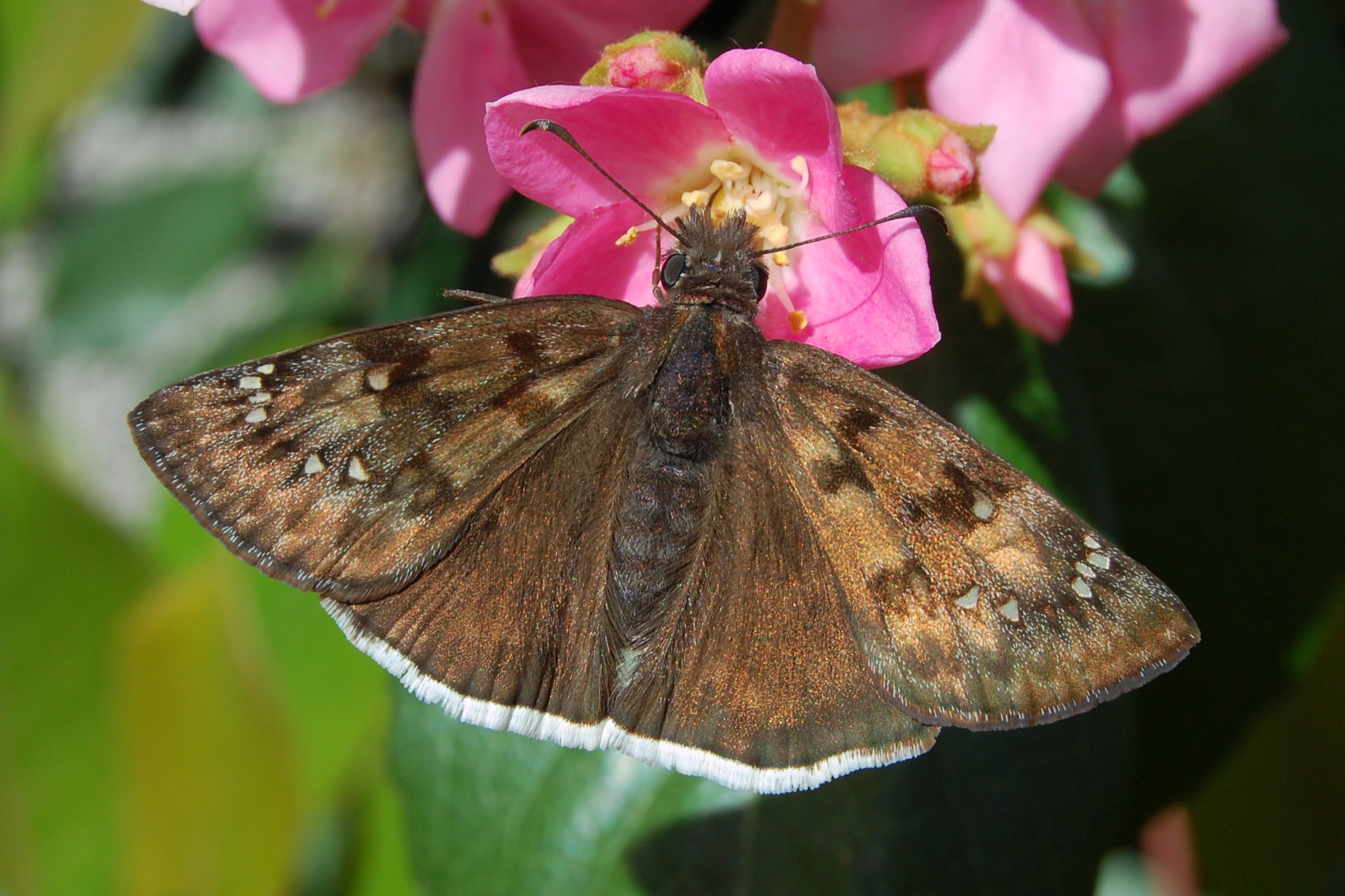 Erynnis tristis-1