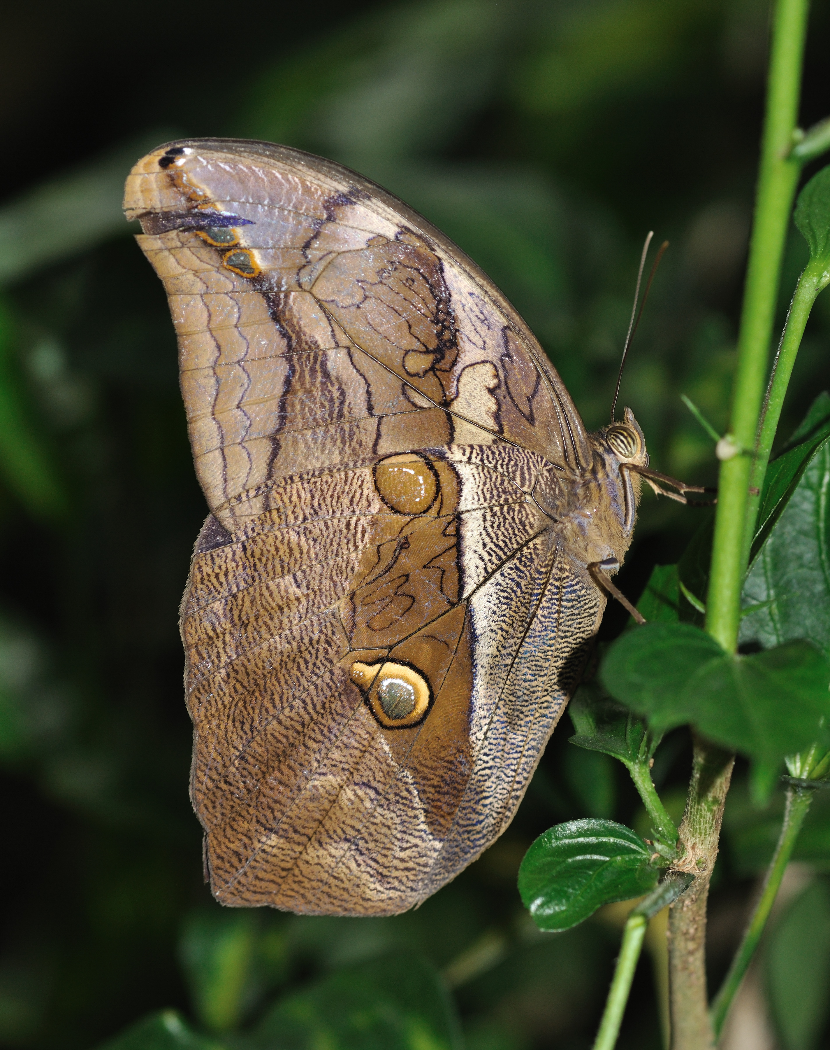 Eryphanis automedon qtl1
