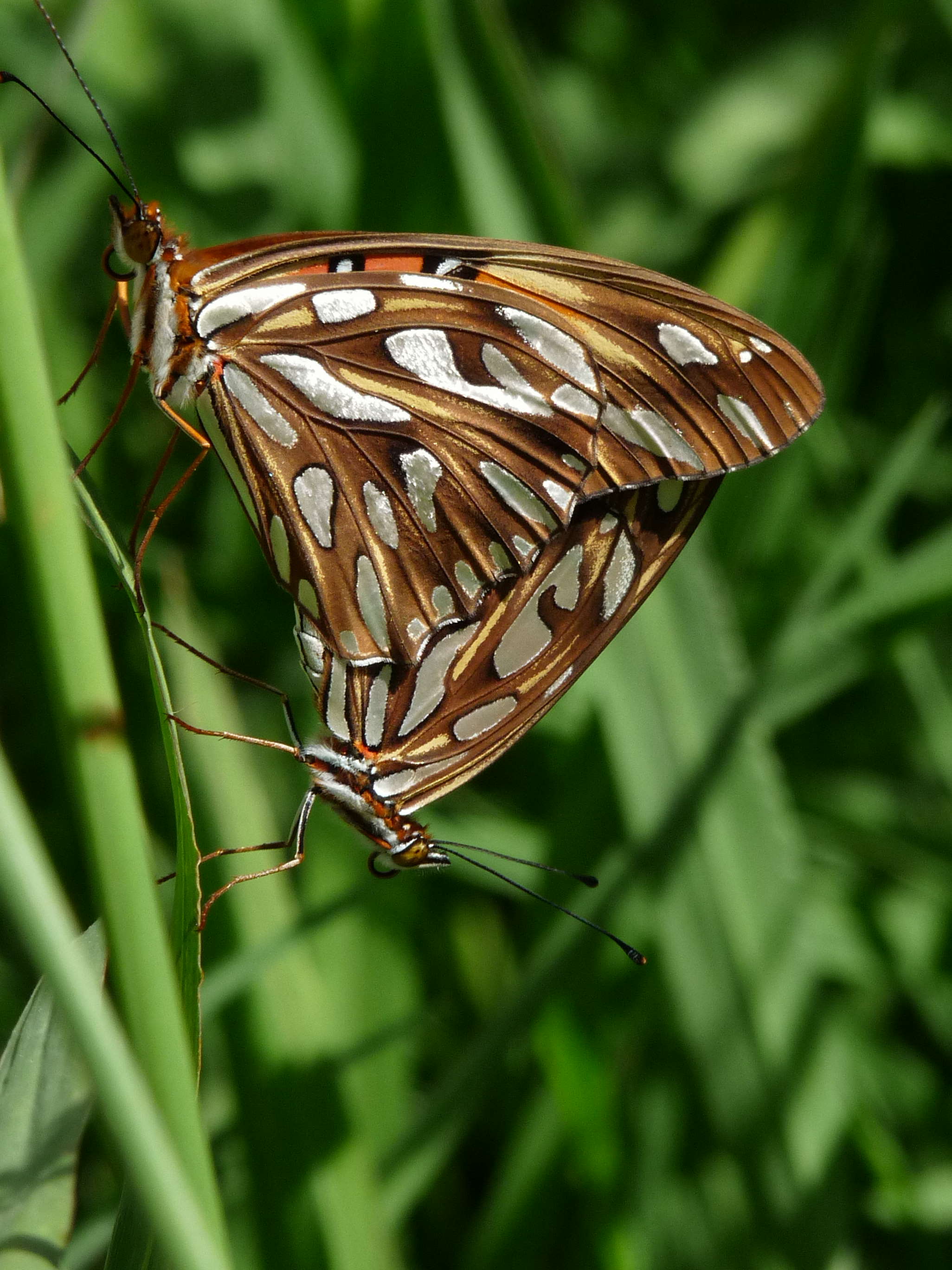 Espejitos copula(1)