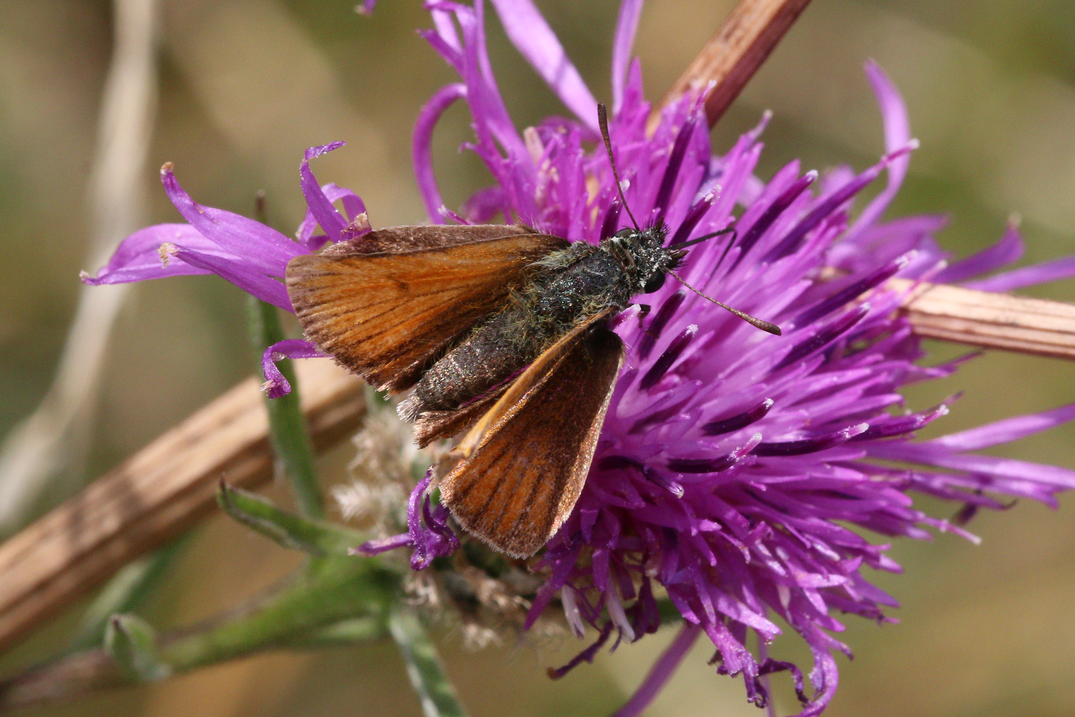 Essex skipper (Thymelicus lineola) female