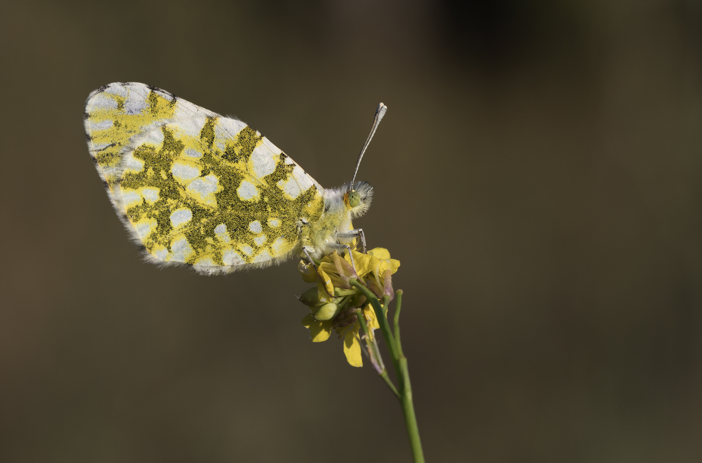 Euchloe ausonia - Eastern Dappled White