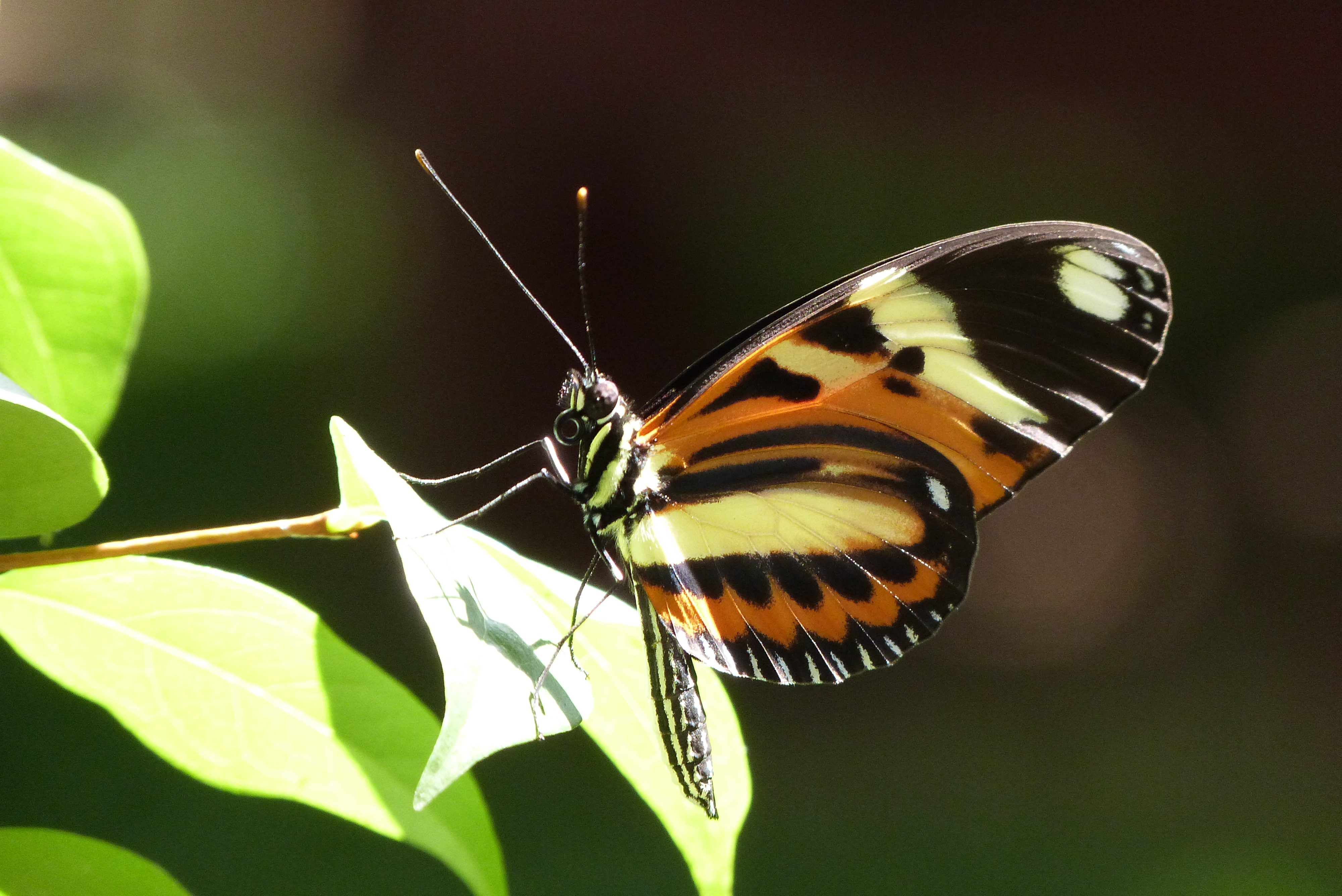 Eueides isabella dianasa1