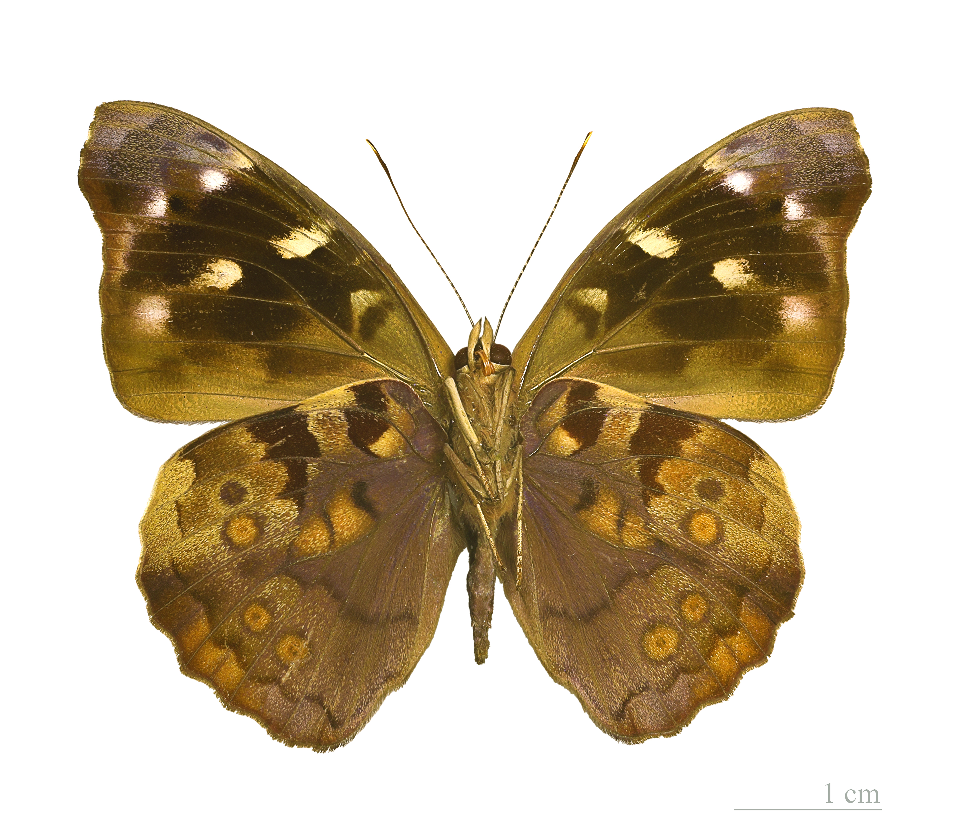 Eunica mygdonia MHNT ventre