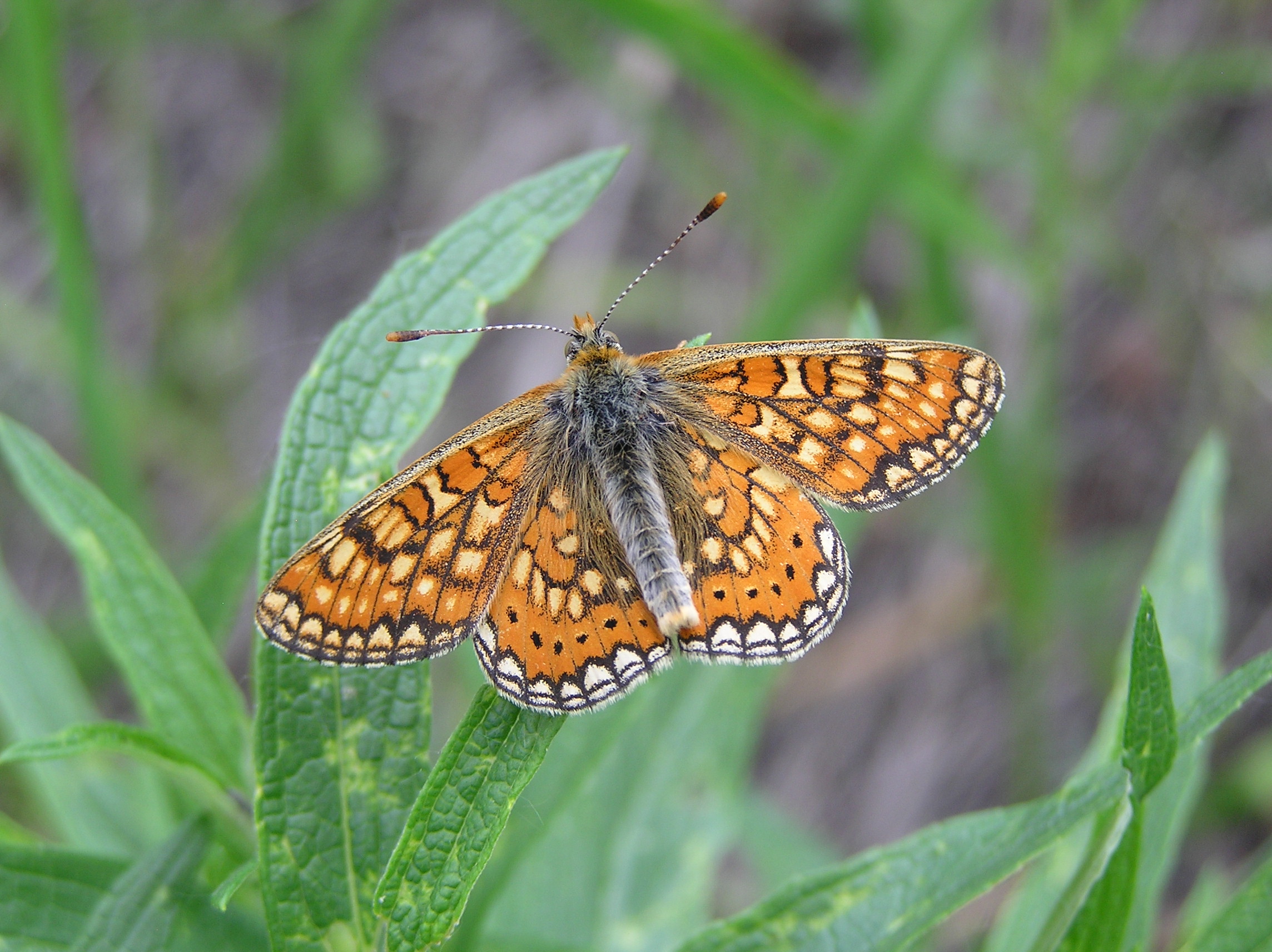 Euphydryas aurinia male Russia 1