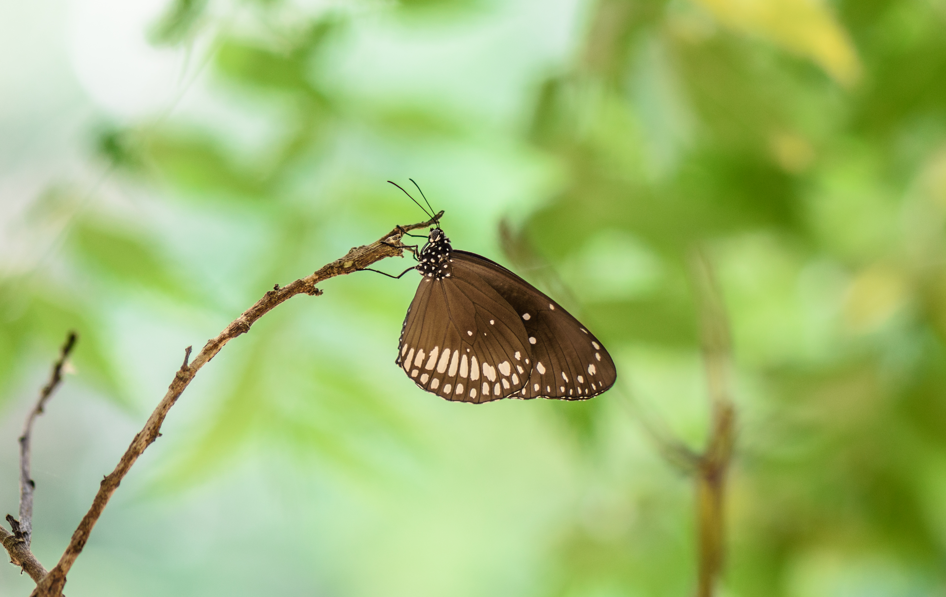 Euploea-kottayam-kerala