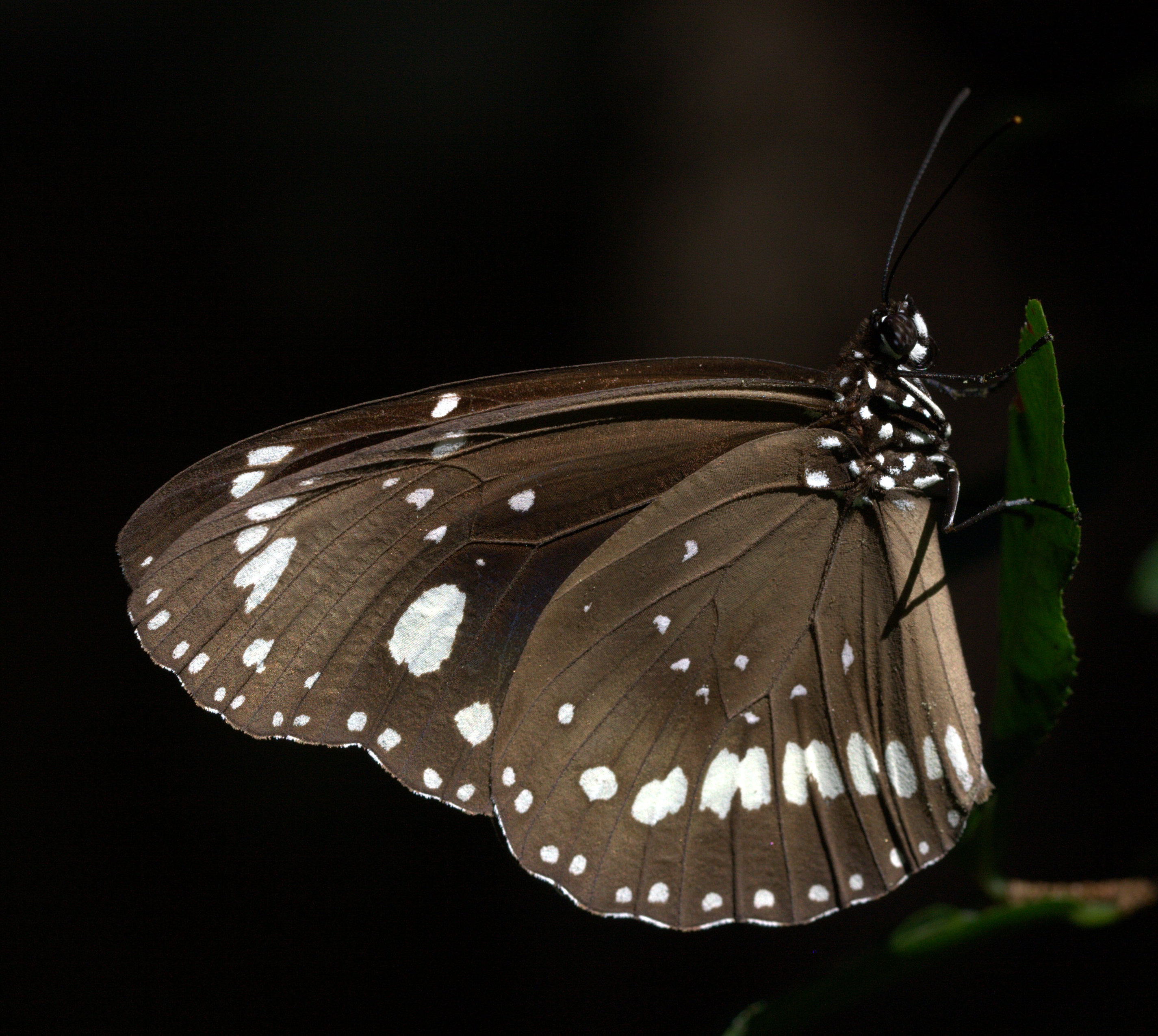 Euploea core corinna in Sydney 5