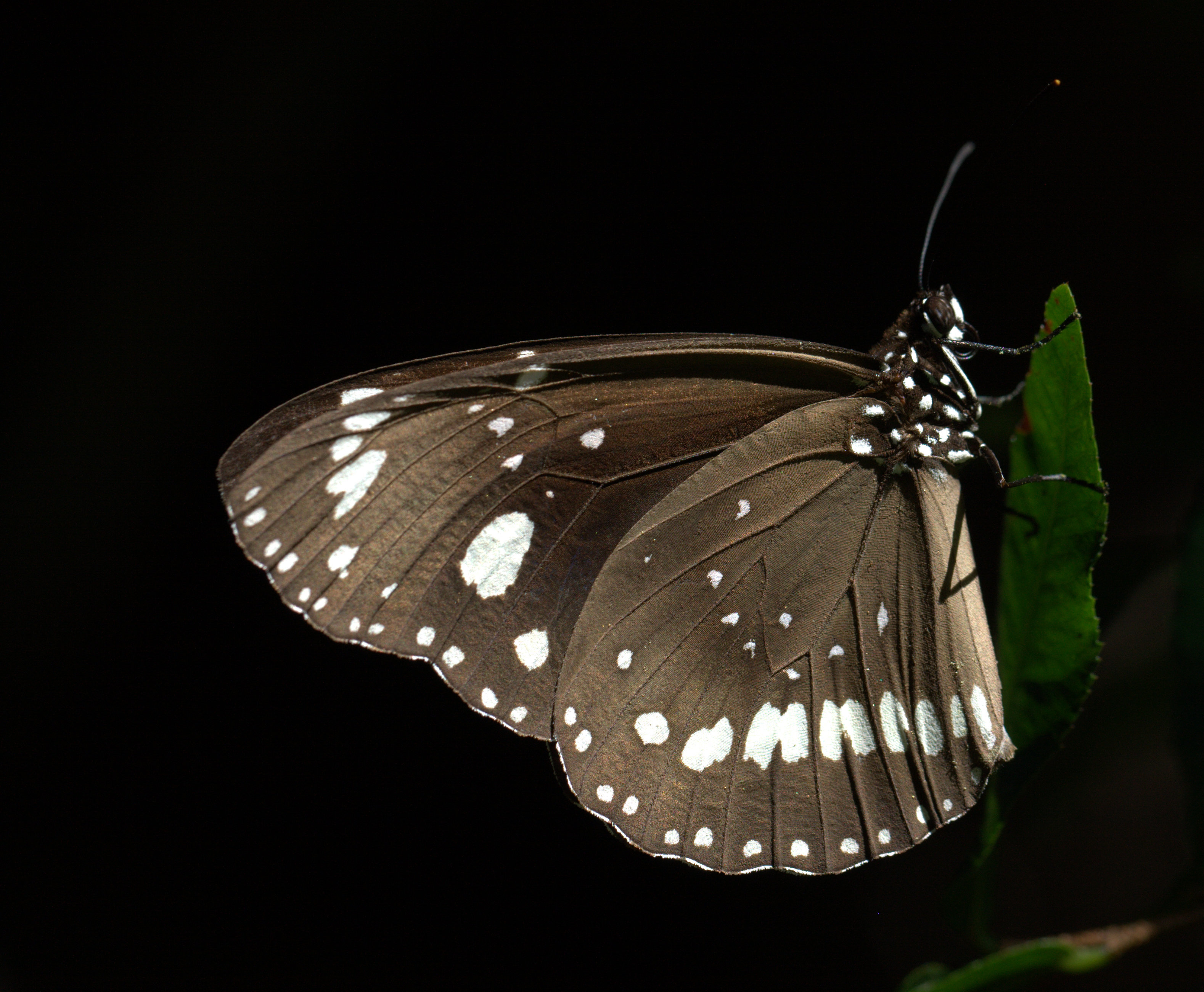 Euploea core corinna in Sydney 6