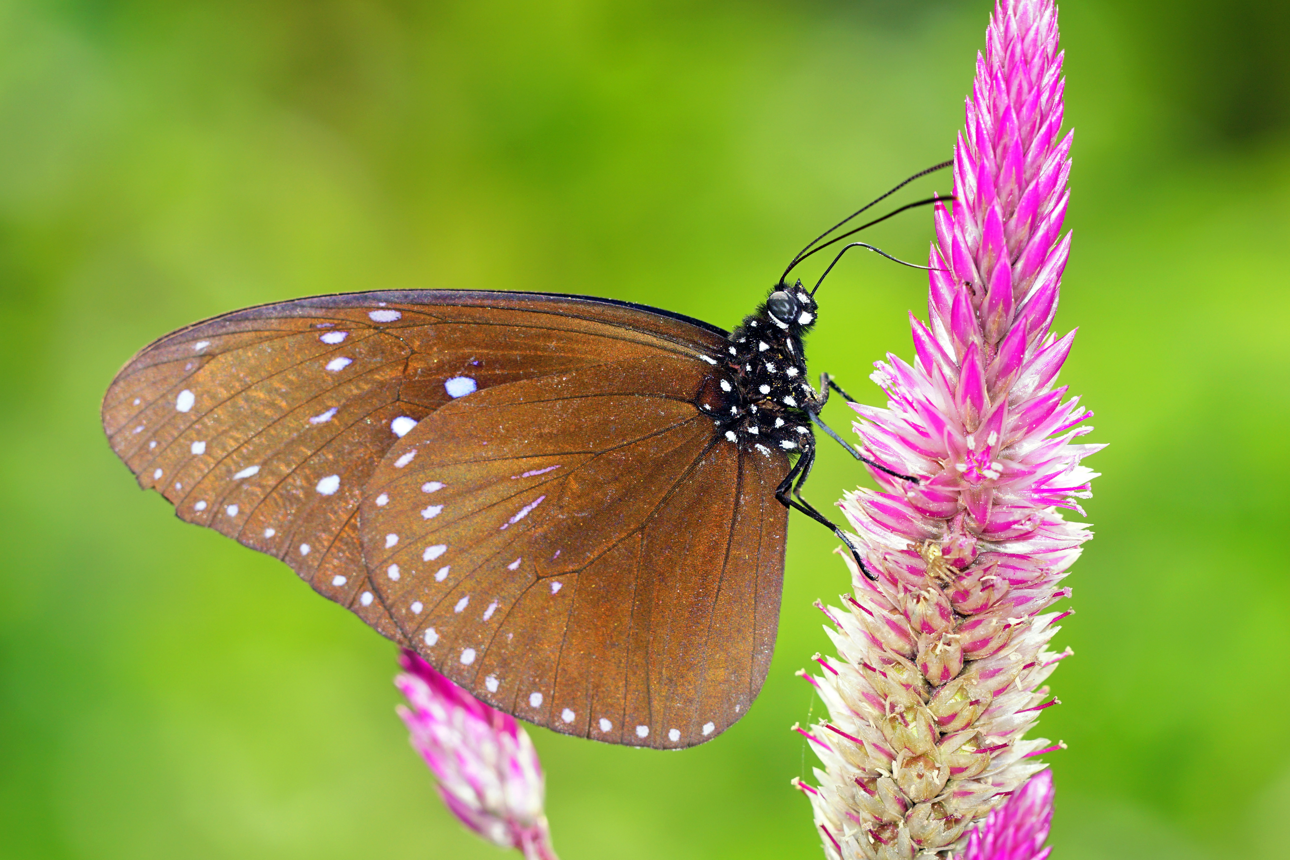 Euploea mulciber barsine male ventral view 20150202