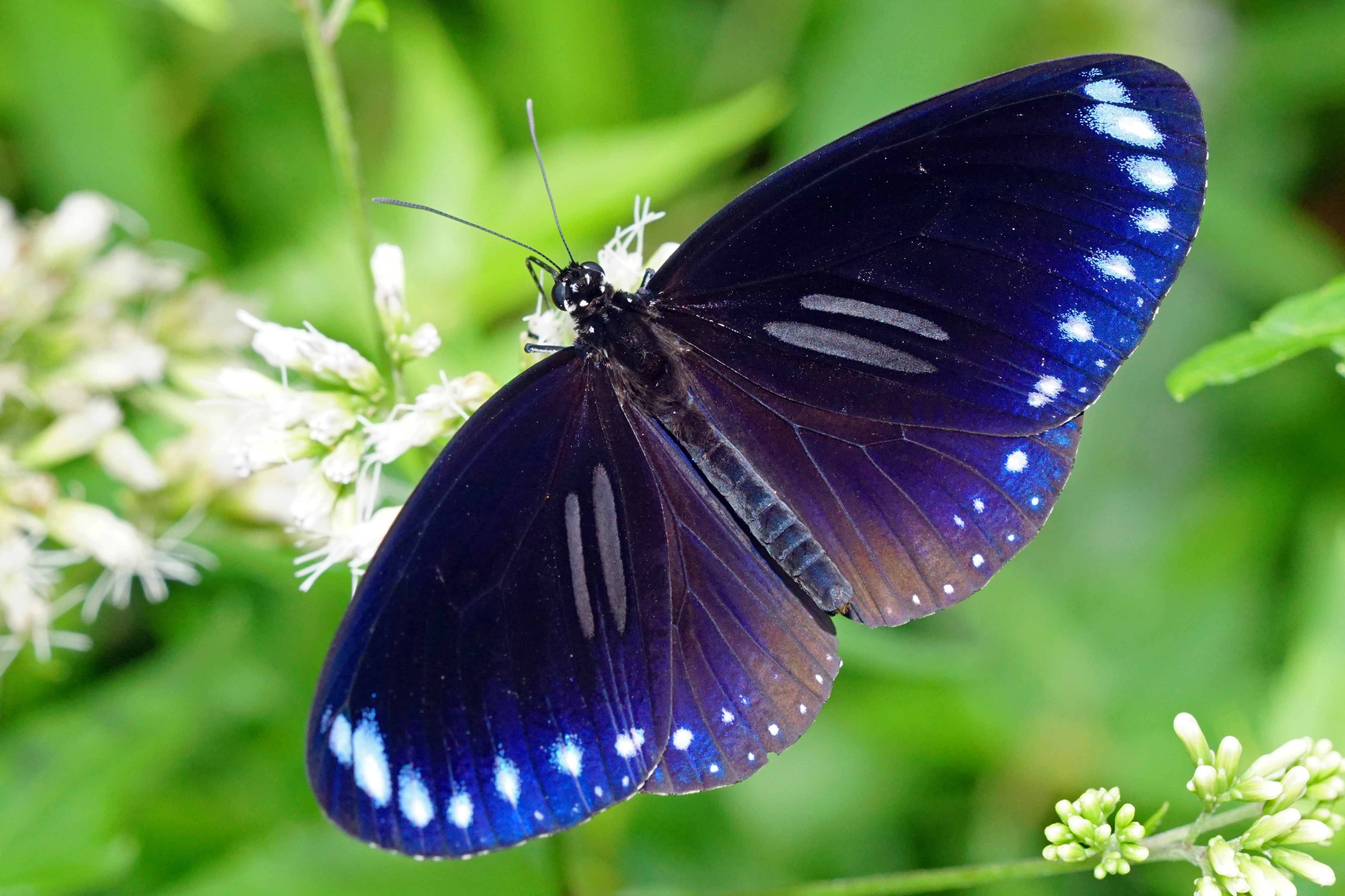 Euploea sylvester swinhoei male dorsal view 20150606